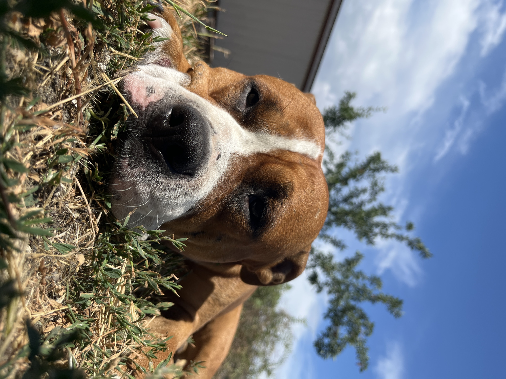 A close-up, low-angle shot shows a brown and white dog lying on dry grass under a bright blue sky with scattered clouds. The dog's head is in the foreground, with its nose and part of its face visible. The dog's eyes are partially closed, and it appears to be resting. In the background, a blurred building and trees are visible. The scene is set outdoors in a grassy area, possibly a yard or park. There are no people or any other animals in the image. The lighting suggests it is daytime, likely sunny.
