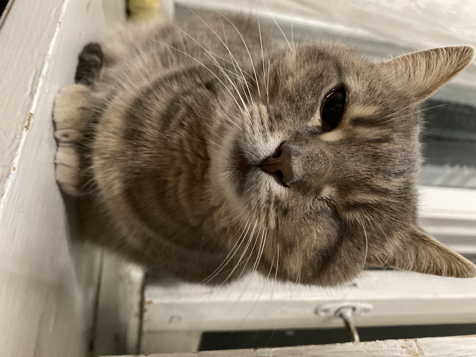 A close-up, low-angle shot shows a tabby cat lying down. The cat's head is tilted slightly to the left, and its gaze is directed towards the viewer. The cat's fur is a mix of gray and brown with distinctive tabby markings. Its whiskers are long and white, fanning out from its muzzle. The cat's nose is a soft pinkish-brown, and its eye is dark and reflective, showing a slight sparkle. The background is out of focus but appears to be indoors, possibly near a window, with white wooden elements visible. The lighting is soft, suggesting it could be daytime. The overall mood is calm and serene, with the cat appearing relaxed and comfortable in its environment.