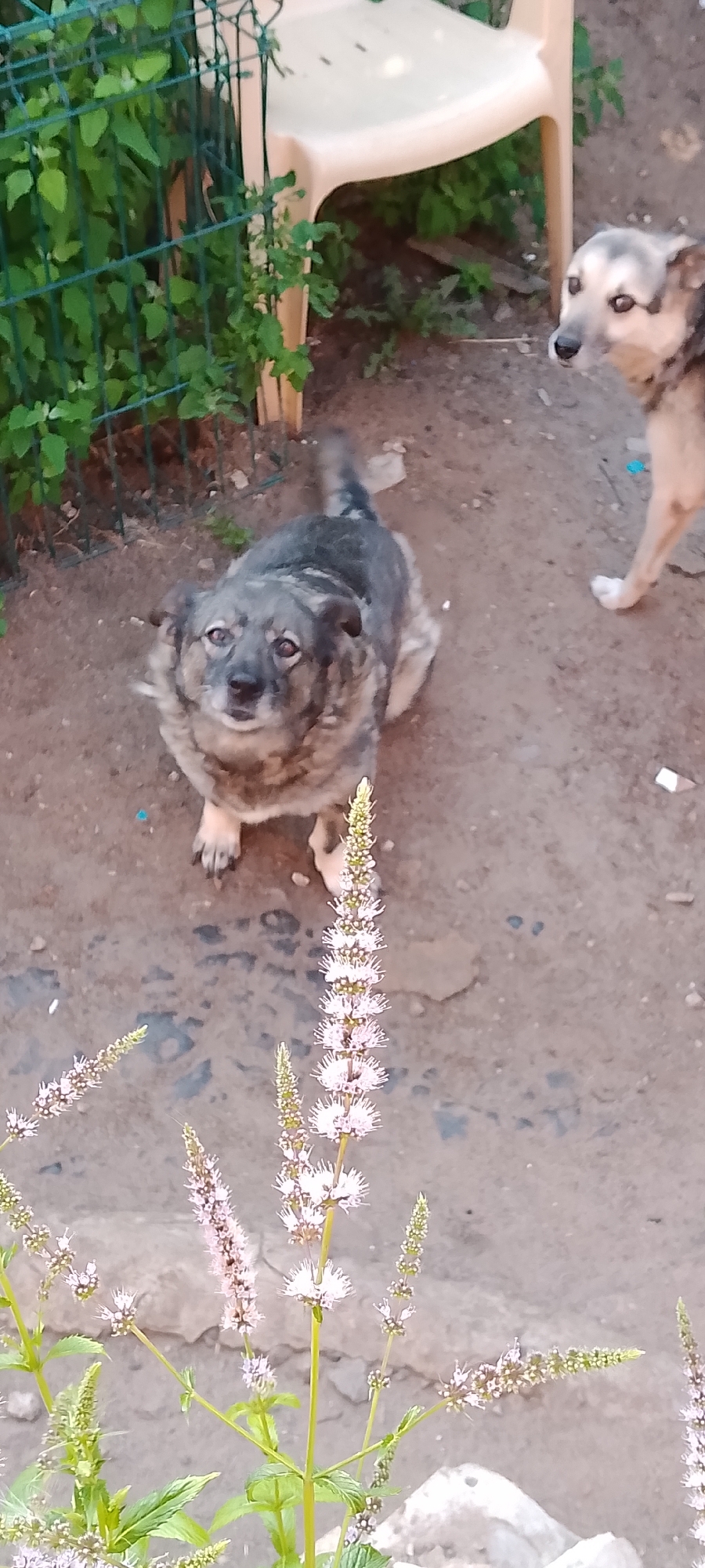 The image depicts an outdoor scene in Belgorod, Russia, likely a backyard or a less maintained public area. In the foreground, several tall, thin plants with clusters of small, white and pink flowers are visible. The ground is composed of light-colored dirt and concrete. In the middle ground, a medium-sized dog with grey and brown fur is sitting and looking upwards towards the camera. Its expression is attentive. Behind this dog, a second dog, lighter in color and partially visible, stands facing to the right, also looking towards the camera. In the background, a green metal fence encloses some foliage. To the right of the fence, a light-colored plastic chair is positioned. The overall environment appears somewhat rustic and informal.