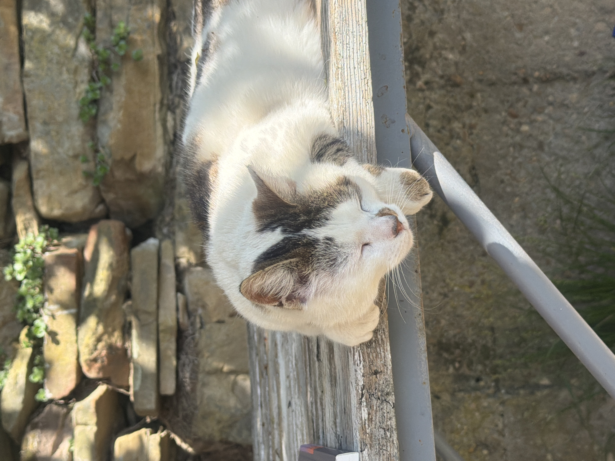 A cat with white and brown fur is lying on a weathered wooden plank surface. The cat's eyes are closed, and it appears to be sleeping or resting. To the cat's left is a roughly-built stone wall with some greenery growing on it. Adjacent to the wood is a gray metal railing. The background is a gray concrete surface. The scene is lit by bright sunlight. The location is Novogortsi, Bulgaria.