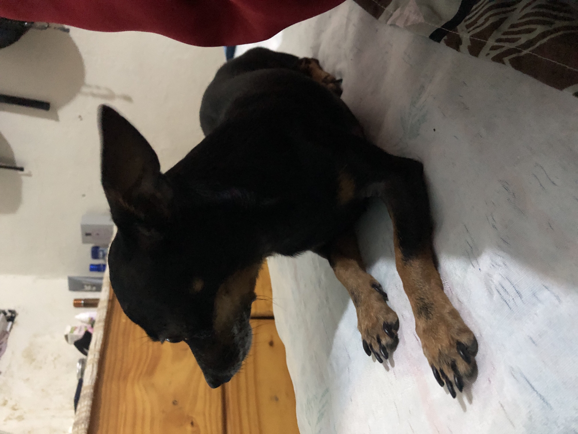 A black and tan miniature pinscher dog lies on a white surface. The dog's head is in the lower left corner of the image, while its hindquarters are in the upper center. The dog's paws extend down toward the lower right corner. The background includes a wood surface and items on a shelf. The image was taken indoors. There is no indication that the photo was taken in the city of Altagracia, Venezuela.