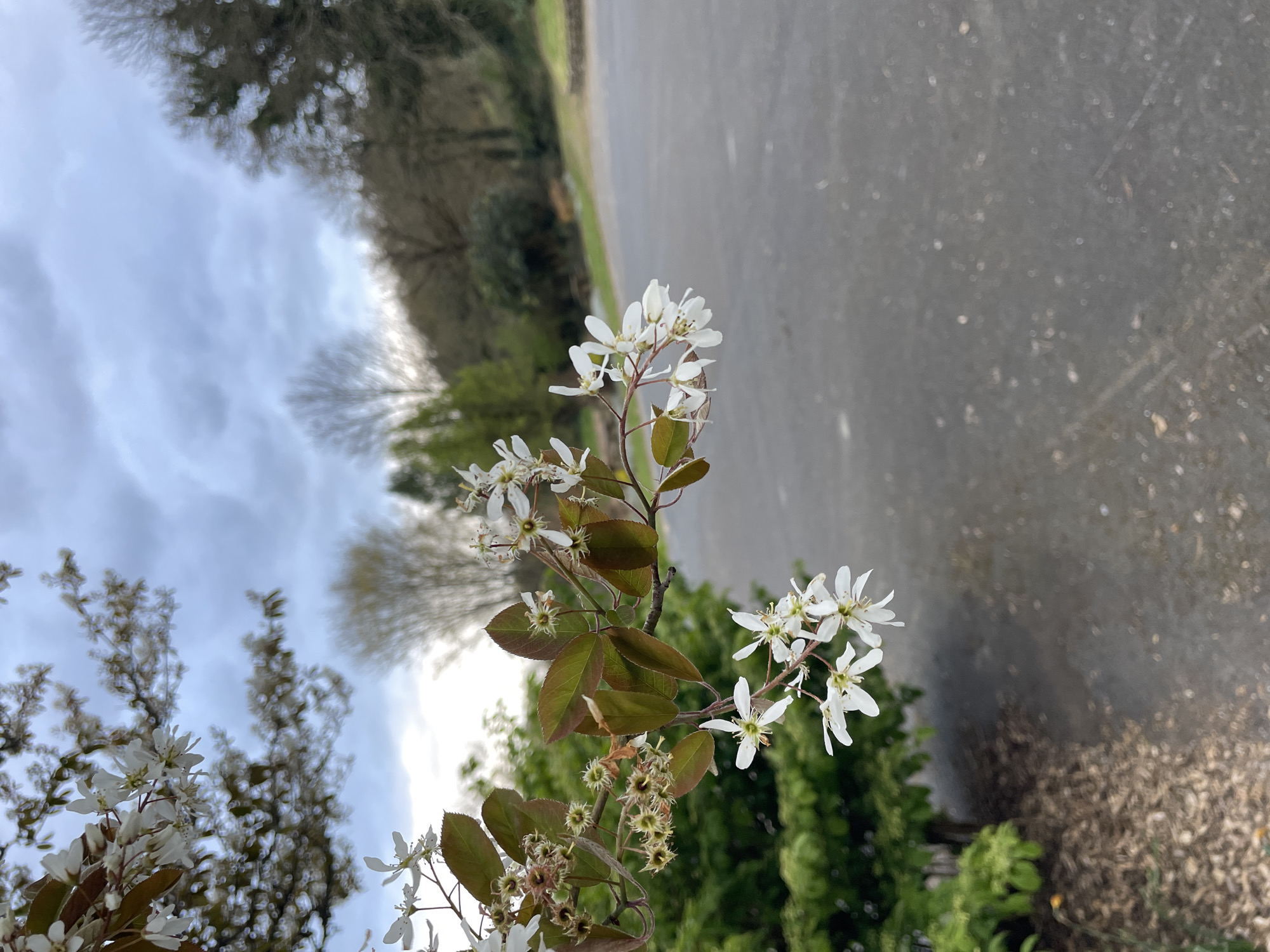 The image shows a branch of a flowering tree with small, white blossoms and dark reddish-green leaves. Some of the blossoms have already dropped their petals, leaving behind small, spiky, green seed pods. The background is blurred, but it appears to be a paved area or road with trees and a cloudy sky visible in the distance. The location is likely a park or garden near a road. No people are visible. The photograph seems to have been taken at eye level. It is impossible to verify its location in Le Moustoir, France, based on the image alone.