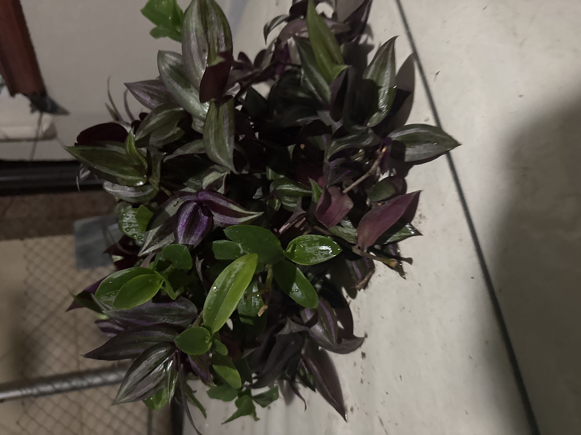 The image shows a pile of cuttings from a Tradescantia zebrina plant, also known as a wandering Jew. The cuttings are a mix of dark purple and green leaves with silvery stripes. The leaves are wet, suggesting they have recently been watered or misted. The cuttings are lying on a light-colored, speckled surface that appears to be a tile or concrete. In the background, there is a blurred view of a wall and some fencing. The lighting is dim, casting shadows on the surface. The scene appears to be outdoors in an urban environment, but the specific location is unknown.