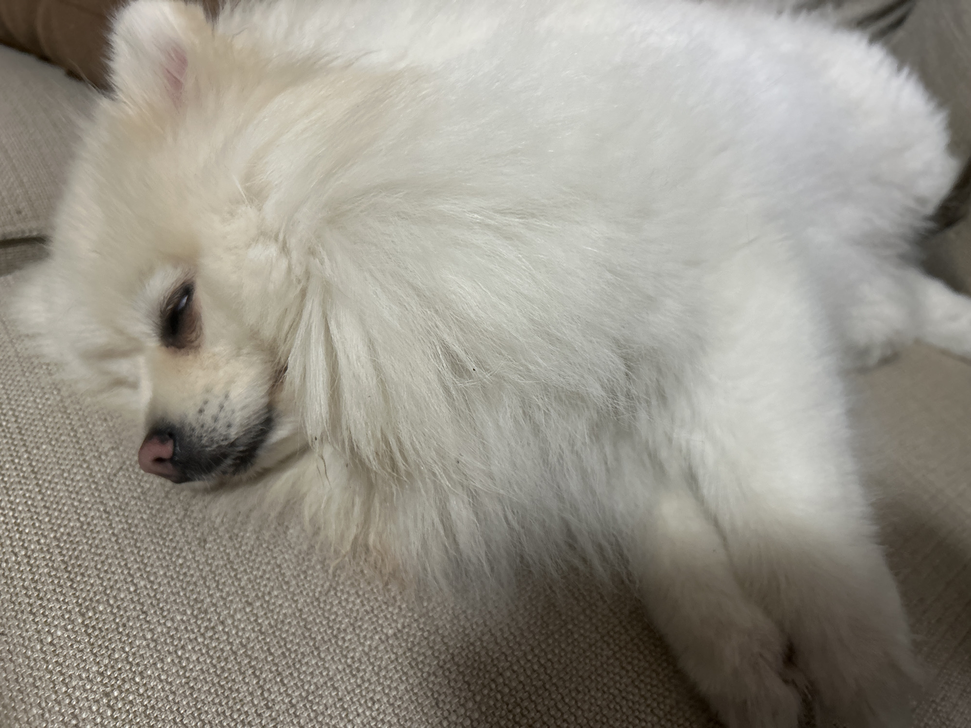 The image shows a close-up of a fluffy white Pomeranian dog sleeping on a textured beige couch. The dog's head is on the left side of the frame, with its eyes closed and its nose, which is pink with dark spots, visible. The dog's fur is voluminous and covers most of its body, giving it a soft, pillow-like appearance. The background is the beige couch, which has a woven texture. The lighting is soft and diffused, suggesting an indoor setting. The overall impression is one of peaceful rest. There is no information available to place this image in the city of Varna, Bulgaria.