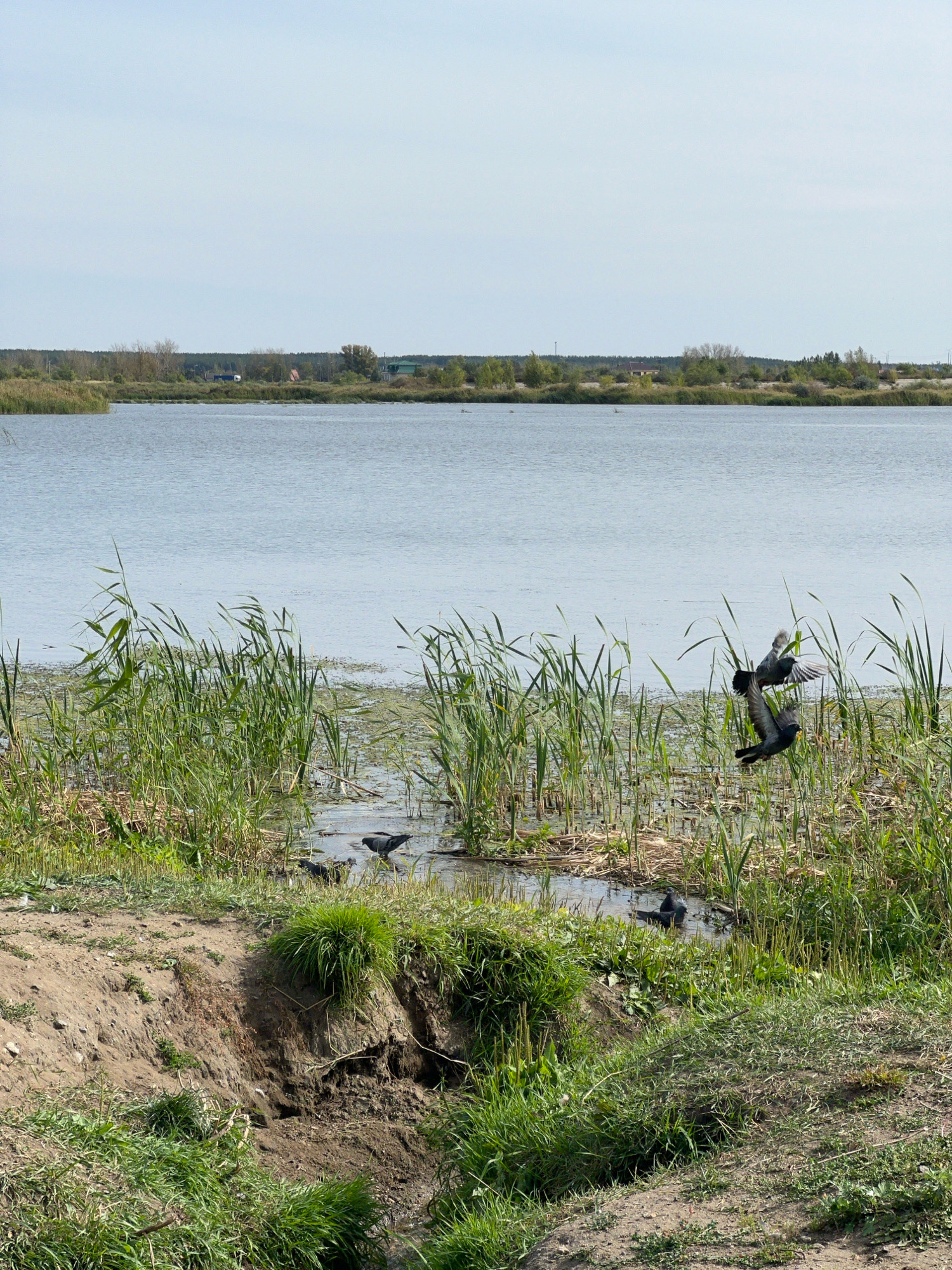 The image depicts a natural scene featuring a body of water with reeds and tall grass growing along its edge. Several pigeons are present in the scene, with two in mid-flight and others standing in the shallow water amongst the reeds. The background shows a distant shoreline with trees and buildings, suggesting a rural or semi-urban environment. The sky is clear and pale blue. This scene is located at the Sary-Arka water reservoir, a popular recreational area within the city of Kostanay, Kazakhstan.