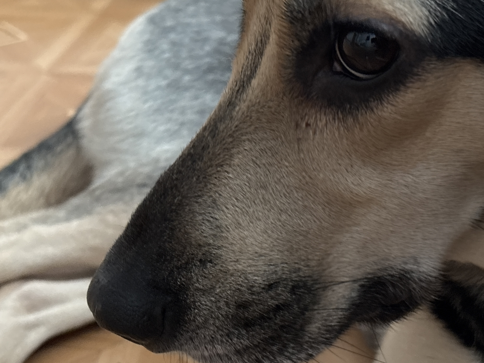 The image is a close-up photograph of a dog's face, with a focus on its muzzle and eye. The dog appears to be lying down on a light-colored surface, possibly a blanket or rug, which is on a wooden floor. The lighting is soft and natural, highlighting the texture of the dog's fur, which is a mix of brown, black, and gray. The dog's eye is dark brown and appears to be looking slightly to the side. The background is blurred, suggesting a shallow depth of field. There are no visible signs of the dog being in Saint Petersburg, Russia, or any other specific urban location. The image is purely a portrait of the dog.