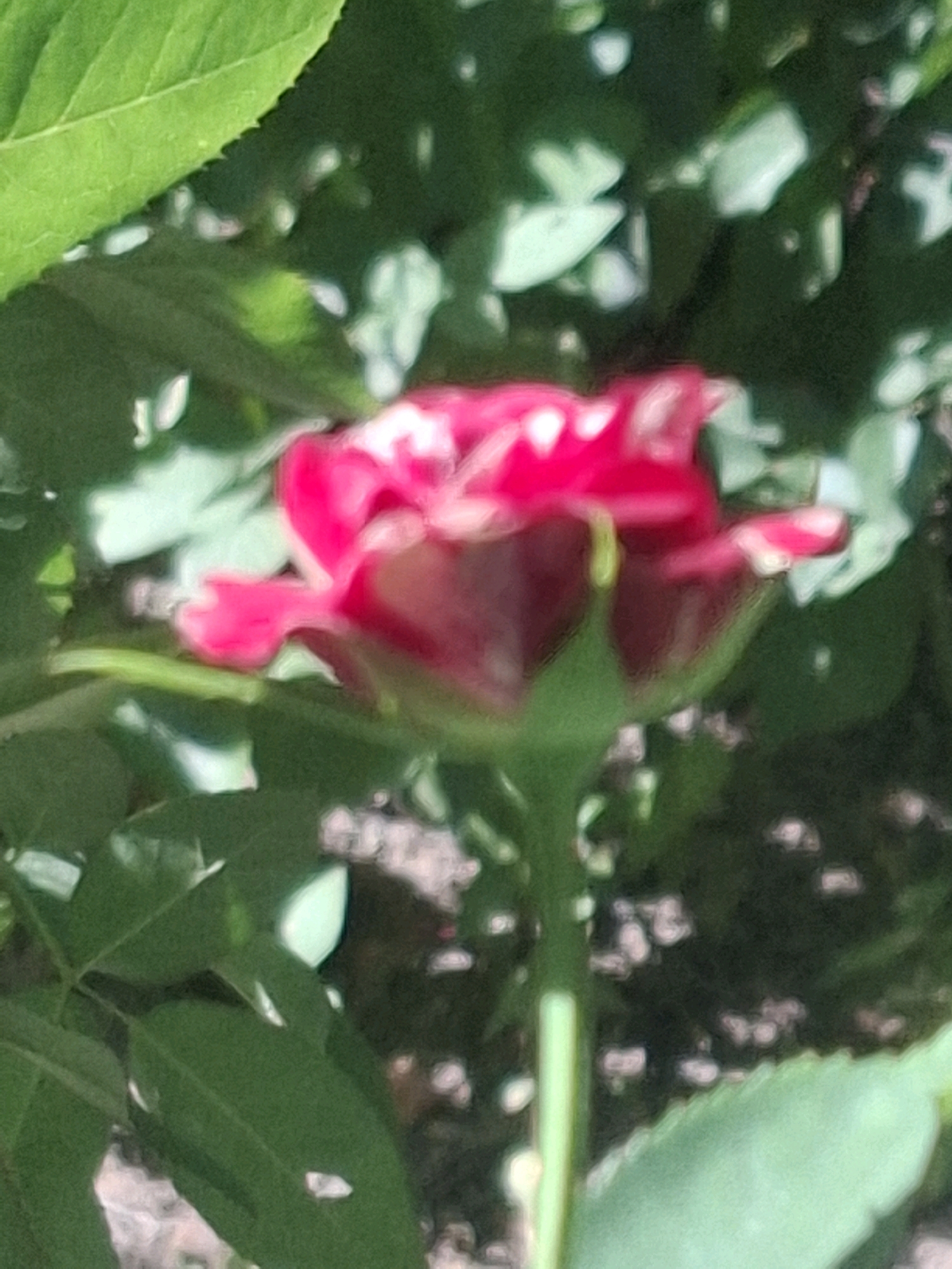 The image shows a close-up of a vibrant pink rose bloom, partially unfurled, surrounded by lush green foliage. The rose is the central subject, its petals exhibiting a gradient of color from deep pink at the center to lighter shades at the edges, with hints of white. The leaves are a rich, verdant green, some in sharp focus and others blurred, creating a sense of depth. The background is a soft blur of green and dappled light, suggesting an outdoor setting. The image does not contain any people or specific identifiable landmarks.