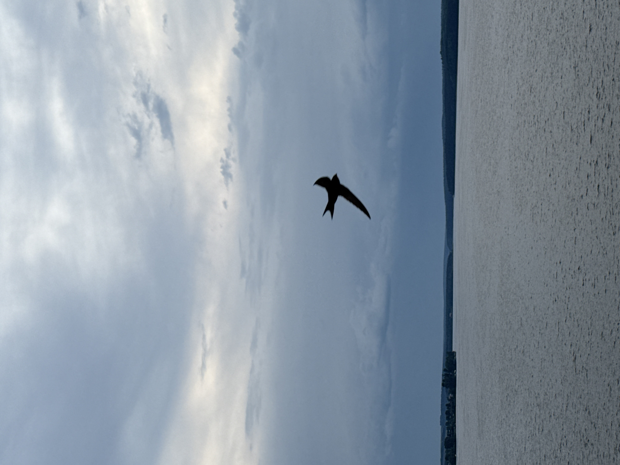 The image shows a body of water, likely the Votkinsk Reservoir near the city of Votkinsk, Russia, with a cloudy sky above. A single bird flies in silhouette against the sky. The horizon line is visible with some vegetation or structures present.