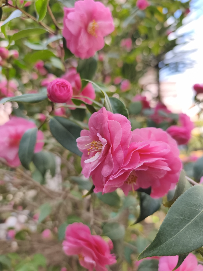 The scene displays a close-up perspective of multiple blooming pink Camellia flowers and buds within an outdoor environment in Budva, Montenegro. In the foreground, two distinct open pink Camellia blossoms, characterized by multiple layered petals and central yellow stamens, are visible on the right. A single, closed pink Camellia bud is positioned to the left. Dark green, glossy leaves accompany the flowers. The background is rendered with a shallow depth of field, exhibiting blurred pink floral shapes, green foliage, and indistinct light-colored elements against a pale sky. No human subjects, animals, or explicit actions are present.