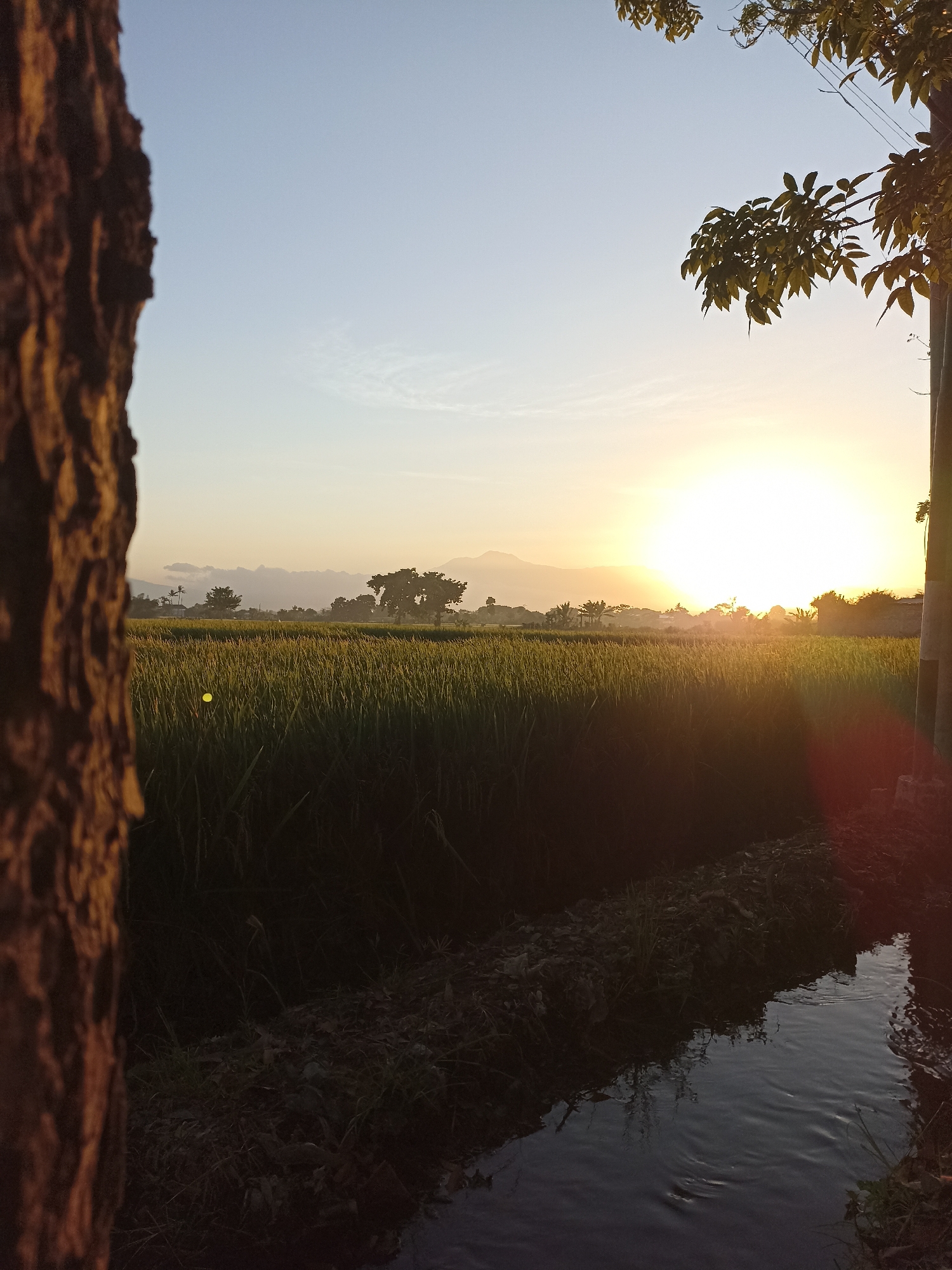 This image captures a serene sunset over a rice paddy field in Lumajang, Indonesia. The foreground features the textured bark of a tree on the left, partially obscuring the view. To the right, a narrow channel of water flows, reflecting the warm glow of the setting sun. The middle ground is dominated by a vast expanse of lush green rice stalks, their tops catching the golden light. In the background, a line of trees and distant hills are silhouetted against the brightly lit horizon. The sky transitions from a pale blue at the top to a warm yellow and orange near the setting sun. The scene appears tranquil and rural, typical of agricultural landscapes in the region.