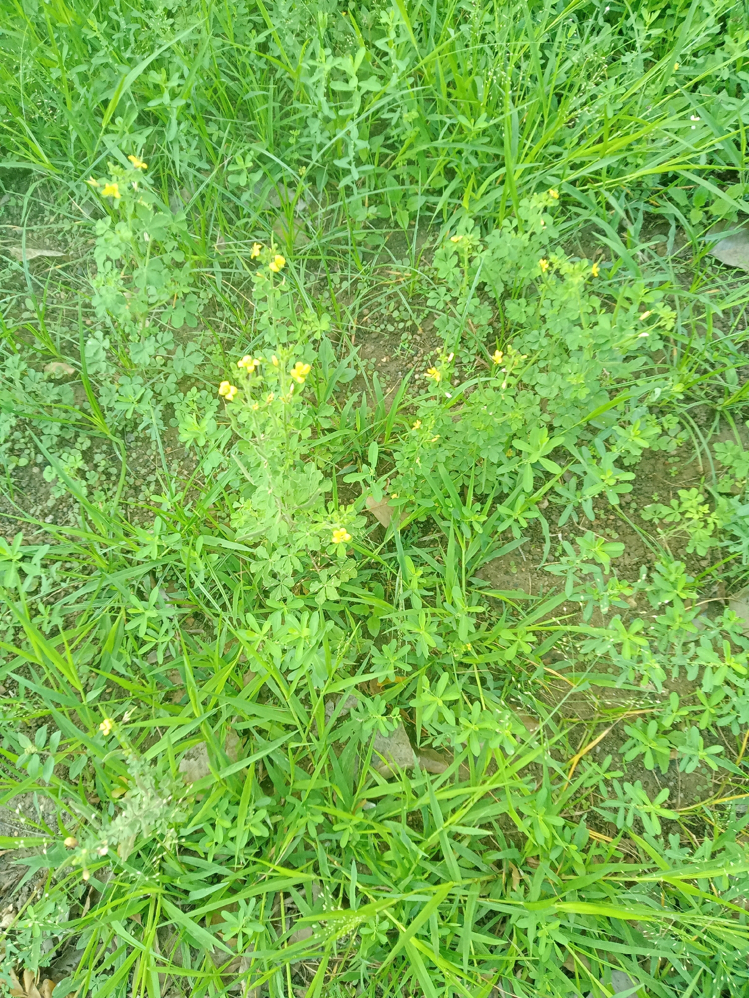 The image is an overhead view of a patch of ground covered in various green plants, including grass and smaller leafy plants with tiny yellow flowers. The ground is visible in patches between the plants, appearing as dry, dark soil with small stones. There are no people or discernible man-made objects in the frame. The scene is a natural outdoor environment, likely a field or roadside in Isakadarsi, India.