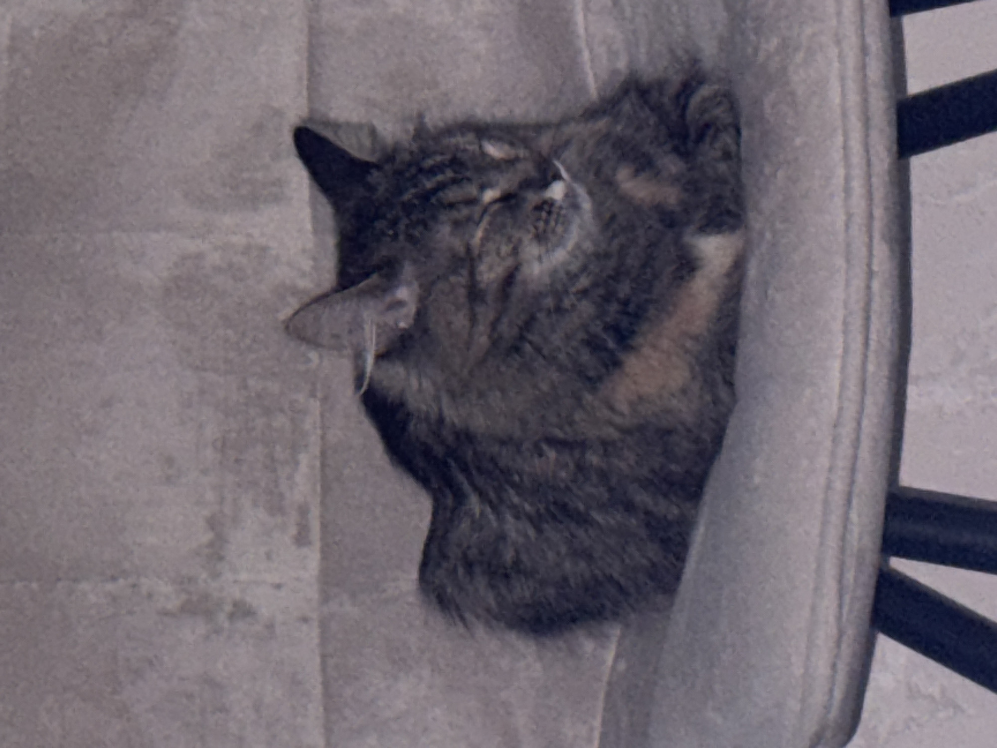 A fluffy, long-haired tabby cat is curled up and sleeping on a grey chair. The cat has stripes of brown, black, and tan fur. Its eyes are closed, and its head is resting on its paws. The chair appears to be upholstered in a textured grey fabric and has black legs. The background is a textured grey wall. There is no information available about the location in Saratov, Russia.