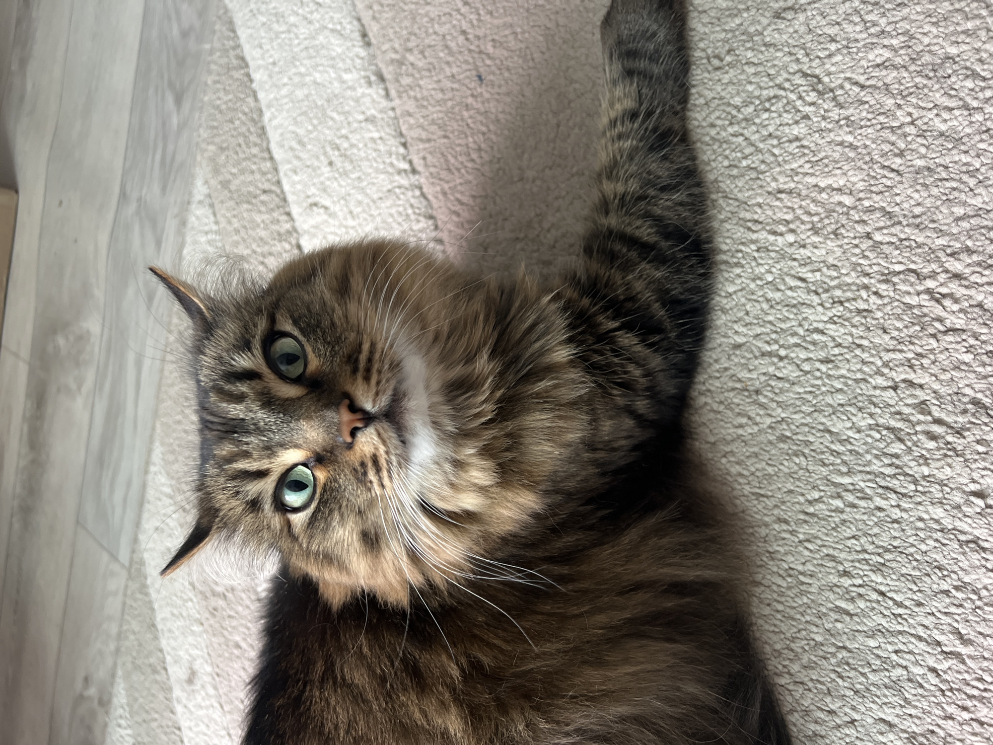 A medium shot depicts a brown and gray tabby cat lying on its back. The cat's head is turned towards the viewer, with its green eyes wide open. The cat's right foreleg is raised, extending upward in the frame. The cat is resting on a textured, light-colored rug, which appears to be on a floor with light-colored wood-look planks. There is no indication of the city of Chaikovsky, Russia.