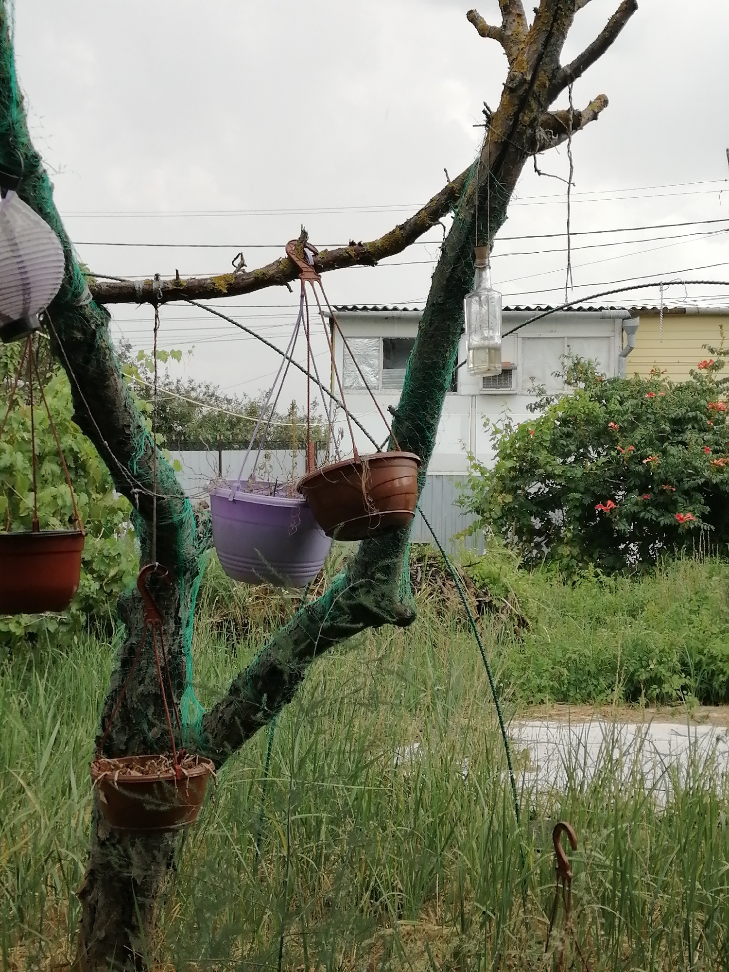 The image shows a dead tree with several hanging flower pots. The tree is covered in green netting. In the background, there are houses and power lines. The ground is covered in tall grass. The location is the city of Olginskaya, Russia.