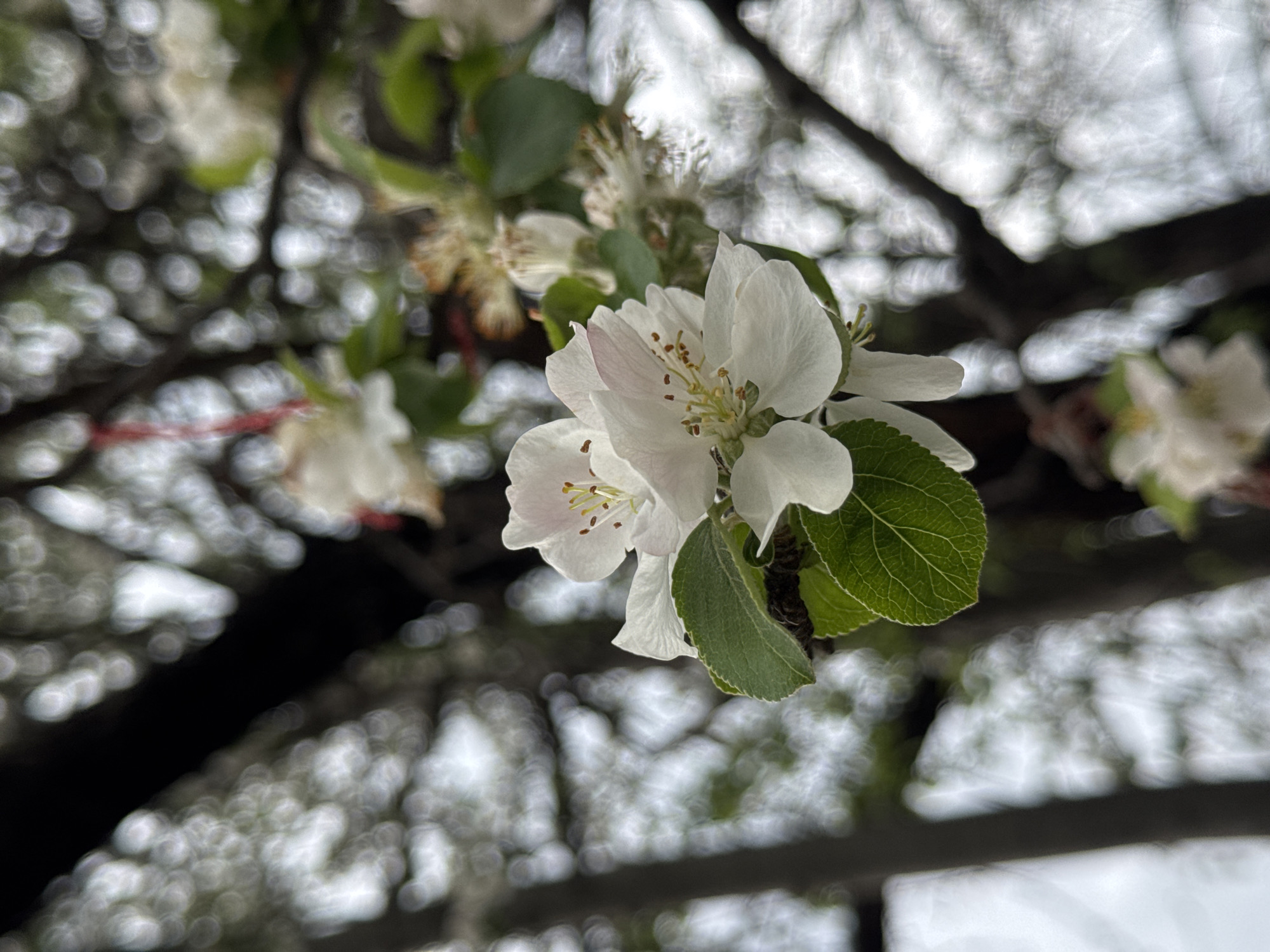 The image presents a close-up, low-angle perspective of delicate white flowers, likely apple blossoms, on a tree branch. The central focus is a cluster of these blossoms, characterized by their pristine white petals, visible yellow-tipped stamens, and subtle pinkish accents near their centers. Several vibrant green leaves with discernible vein patterns are also in sharp focus, emerging from the dark branch supporting the flowers.
The background is heavily blurred, exhibiting a strong bokeh effect with numerous circular, out-of-focus light spots, suggesting dappled light filtering through distant foliage or branches. This soft, diffused lighting indicates either an overcast sky or indirect sunlight. Darker, out-of-focus tree branches are also visible in the background, framing the brighter elements. The composition creates a sense of depth, highlighting the freshness and intricate details of the blossoms. No people or visible text are present in the scene. The image captures the serene beauty of nature, likely during springtime, and is situated in Sofia, Bulgaria.