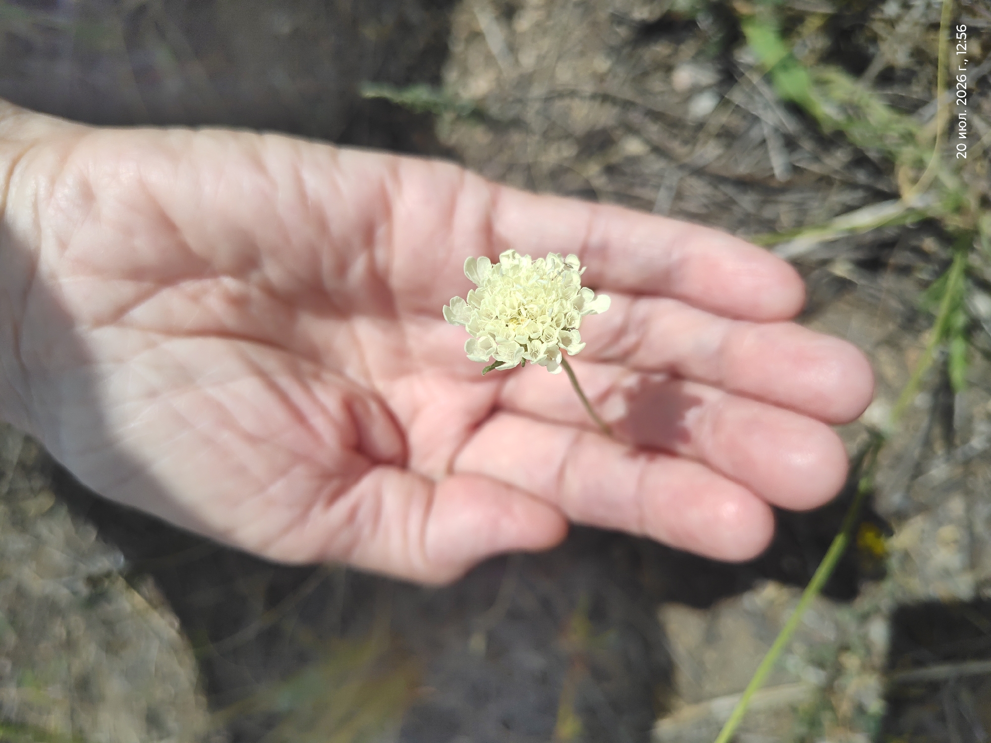 A close-up, high-angle shot shows a person's left hand, palm up, holding a single pale yellow wildflower. The hand is in focus, with visible skin texture and creases. The flower, a small cluster of florets, is positioned centrally in the palm, with its stem extending downwards and slightly to the left. The background is a blur of dry earth, sparse grass, and possibly small rocks, suggesting an outdoor, natural environment. A timestamp in the lower right corner reads "20 июля. 2026 г., 12:56", indicating the date and time. The location is specified as Aidarly, Kazakhstan.