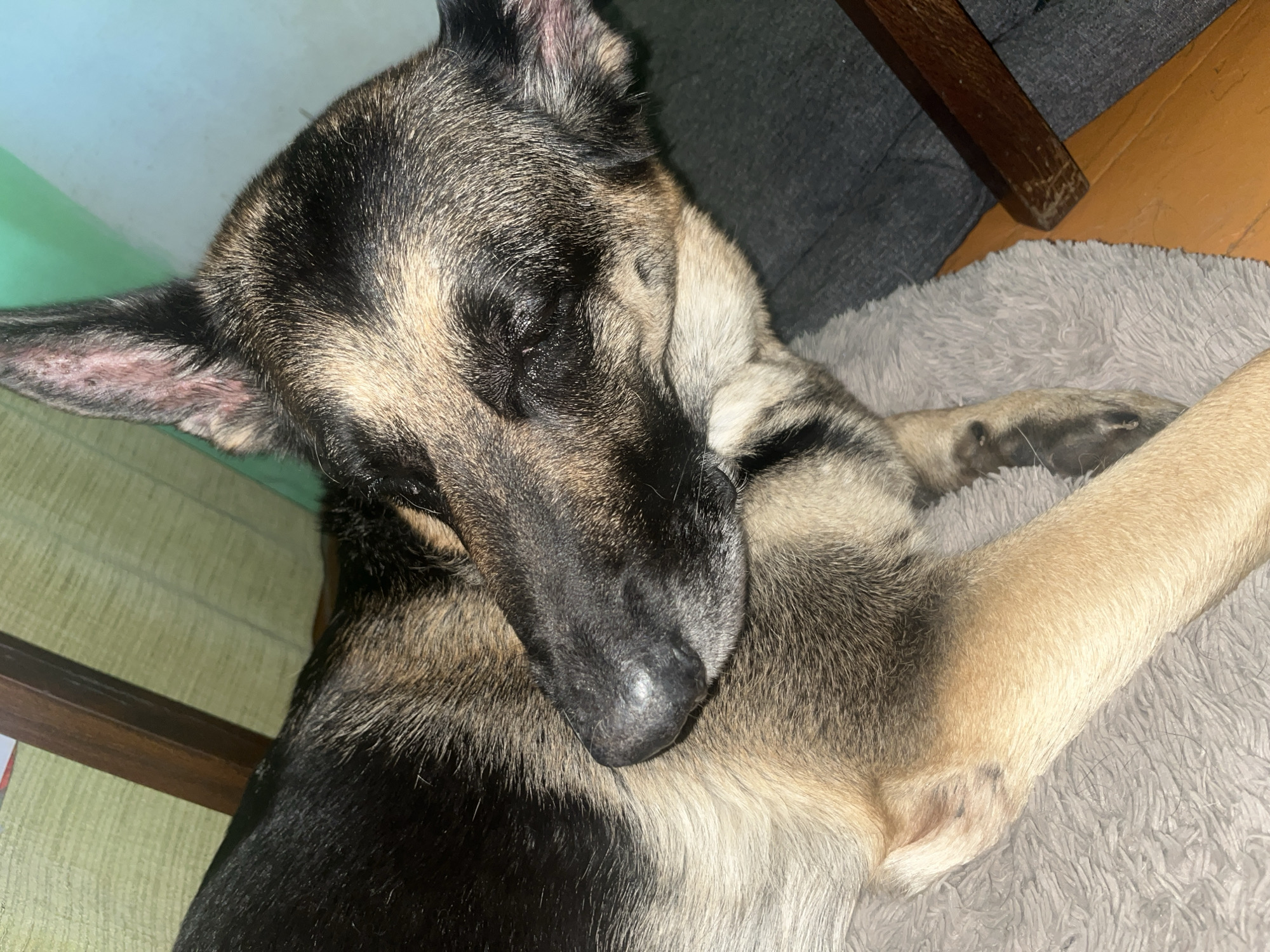 A close-up, indoor shot focuses on a German Shepherd dog resting. The dog is lying down with its head tucked, eyes closed, and appears to be asleep. Its fur displays the characteristic black and tan markings of the breed. The dog is resting on a gray, fluffy surface, possibly a dog bed or blanket. In the background, parts of wooden furniture are visible, as well as what appears to be a green textured wall or mat. The lighting is dim, suggesting an indoor setting at night or in low light conditions. There is no specific identifiable location within Nizhny Tagil, Russia, visible in the image.