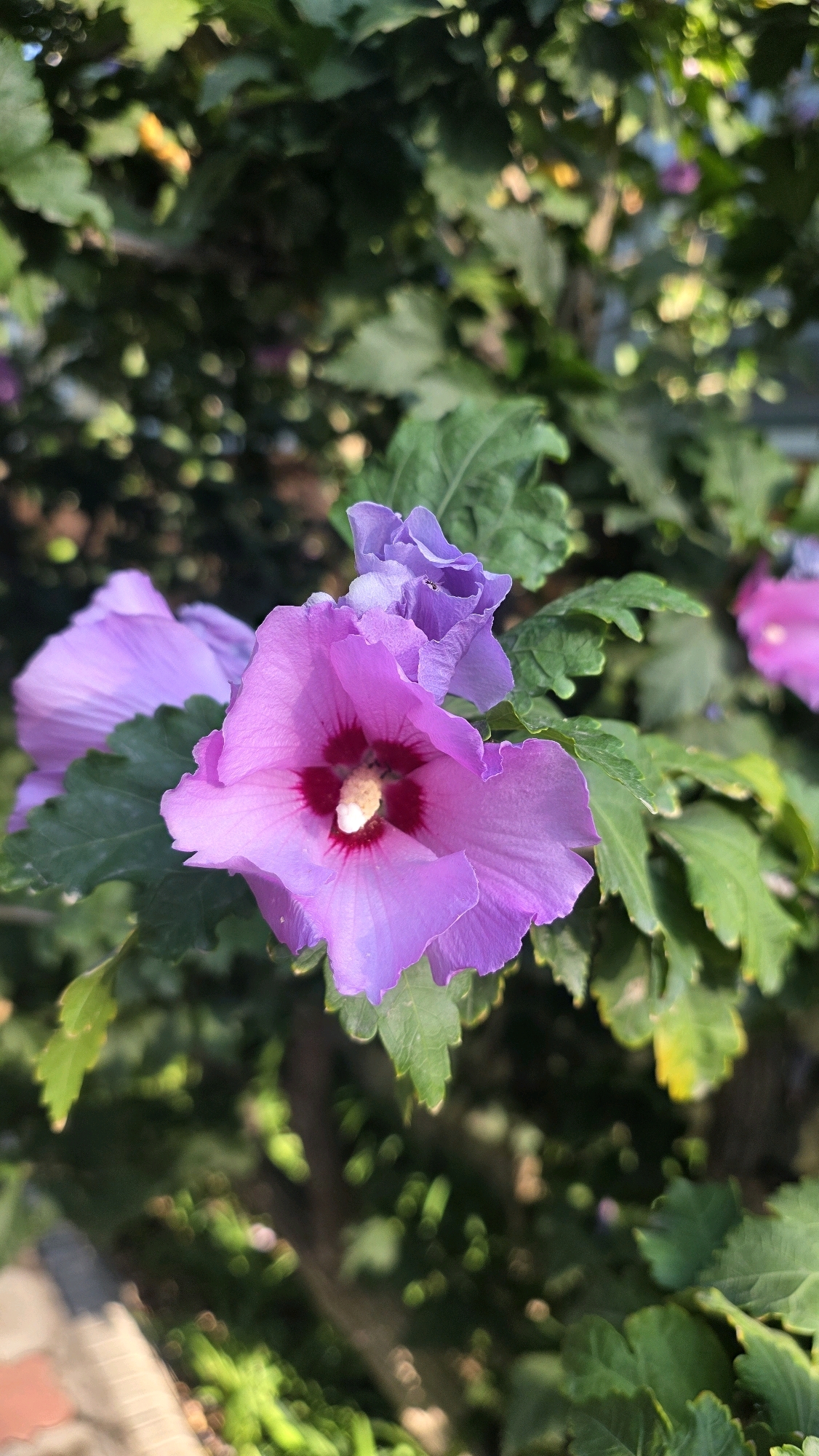 A close-up, vertically oriented photograph displays a vibrant pink and purple hibiscus flower in full bloom. The flower's petals are a delicate shade of pink transitioning to a deeper purple hue near its center. The pistil and stamens are visible, with a bright red center and a white tip at the pistil. A smaller, unopened purple bud is situated above and to the left of the main bloom. The flower is surrounded by lush green leaves, some of which are slightly yellowed at the edges, suggesting they are either aging or receiving ample sunlight. The background is a soft blur of green foliage and bokeh lights, indicating a natural outdoor setting, likely a garden or park. The image is well-lit, with sunlight dappling through the leaves, creating highlights and shadows. No people or specific landmarks of Tokmok City, Kyrgyzstan, are visible in this close-up shot of the flora.
