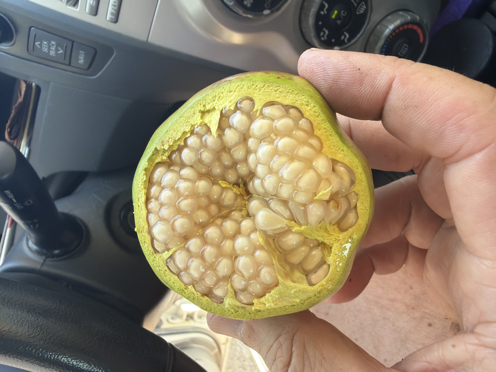 A person holds a halved, unripe pomegranate, its pale yellow arils visible, in the interior of a car. The pomegranate is positioned in the foreground, partially obscuring the car's dashboard which includes a steering wheel, gear shift, and climate control knobs. The scene is illuminated by natural light, suggesting it is daytime. The location is identified as Bar, Montenegro.