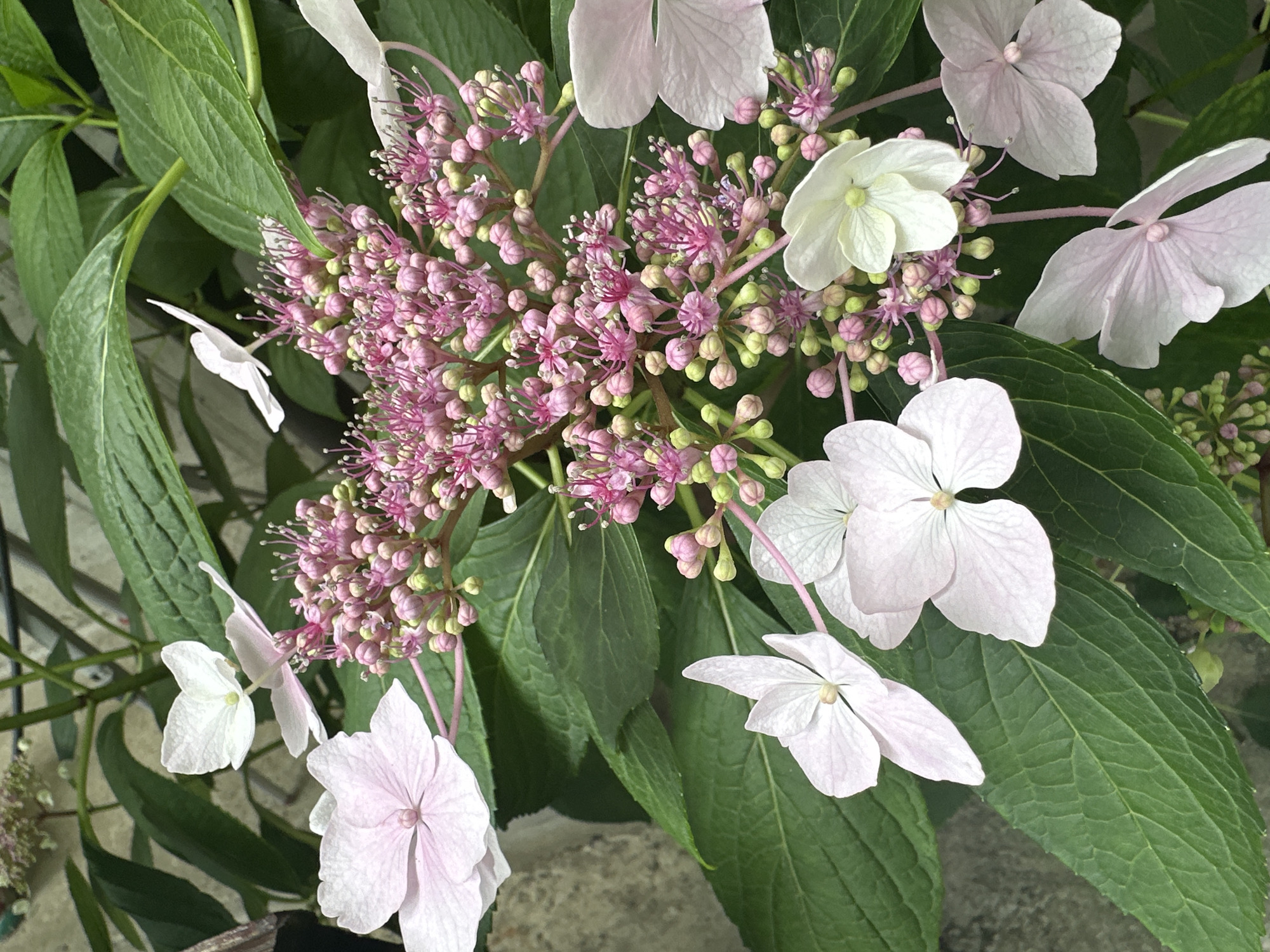 In Târgu Neamț, Romania, a close-up photograph captures a cluster of hydrangeas in bloom. The dominant features are the delicate pink and white petals of the flowers, interspersed with clusters of tightly packed, pink buds and a few emerging, feathery stamens. Lush, green hydrangea leaves form the backdrop, their textured surfaces providing depth and contrast to the softer floral elements. The overall impression is one of natural beauty and vibrant growth, typical of a garden setting in Romania during the flowering season.