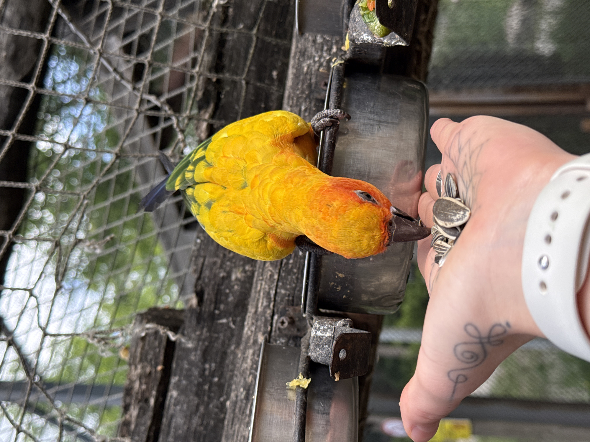 An eye-level shot captures a vibrant Sun Conure, or a similar species of parrot, interacting with a human hand within an aviary in Shakhty, Russia. The bird, a striking blend of bright yellow and orange plumage with hints of green and blue on its wings and tail feathers, is perched on a metal fixture or feeder. Its dark eye and beak are intently focused on the sunflower seeds held in the palm of the human hand, indicating a feeding interaction.
The human hand, extended from the right side of the frame, displays a distinct dark tattoo of a stylized, flowing symbol on the back of the hand. A silver-toned ring is visible on the ring finger, and a white, perforated watch band encircles the wrist. The background, softly blurred and seen through the diamond pattern of a chain-link fence or netting, reveals dappled sunlight and out-of-focus green foliage, suggesting an outdoor or semi-outdoor daytime setting. The overall scene conveys a close and peaceful moment between the bird and the person. There is no visible text in the image.