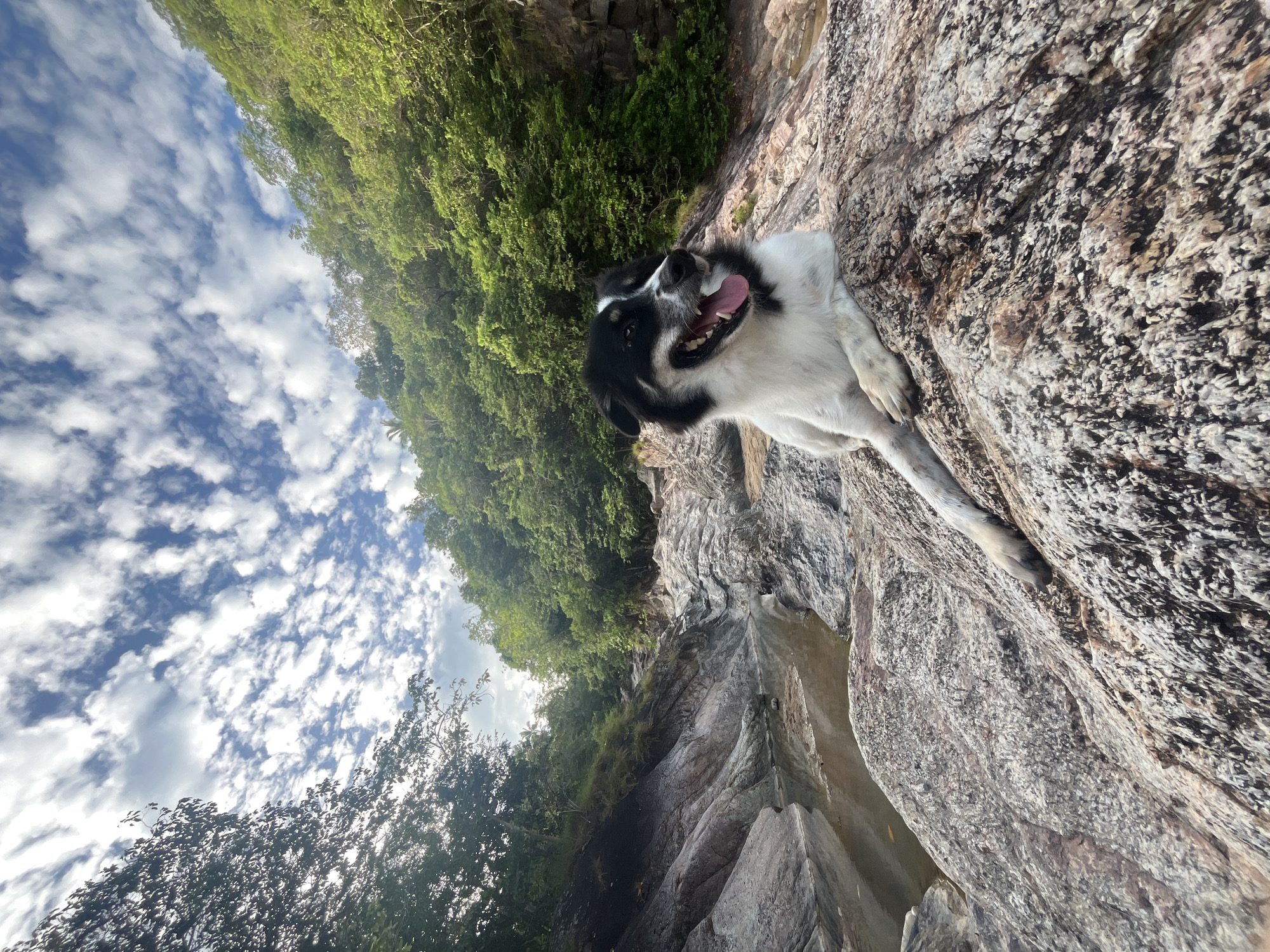A black and white dog with its mouth open and tongue out is lying on a large, textured rock. The dog is positioned in the foreground, looking to the right of the frame. Behind the dog, a rocky terrain with a narrow body of water is visible. The surrounding area is densely covered with lush green trees, indicating a natural, possibly jungle-like environment. The sky above is a vibrant blue with scattered white clouds. The scene appears to be in a natural setting, likely outdoors. The location is stated to be in ตำบลเกาะพะงัน, Thailand.