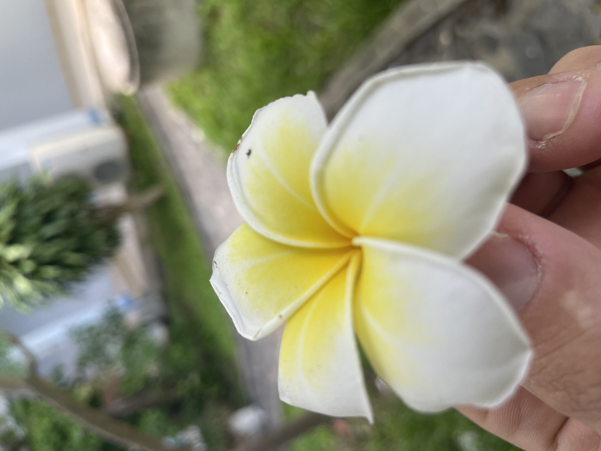The image shows a close-up of a white and yellow plumeria flower being held by a person's hand. The background is blurred and appears to be an outdoor environment with greenery, a pathway, and some buildings. The flower is the primary subject, with its petals clearly visible and exhibiting a gradient of color from white at the edges to yellow at the center. The hand holding the flower is also in focus, showing the texture of the skin and fingernails. There is a small dark speck, possibly an insect, on one of the flower petals. The overall lighting suggests it is daytime. The location of Bac Nha Trang Ward, Vietnam is not evident from the image itself, as there are no identifiable landmarks or signs.