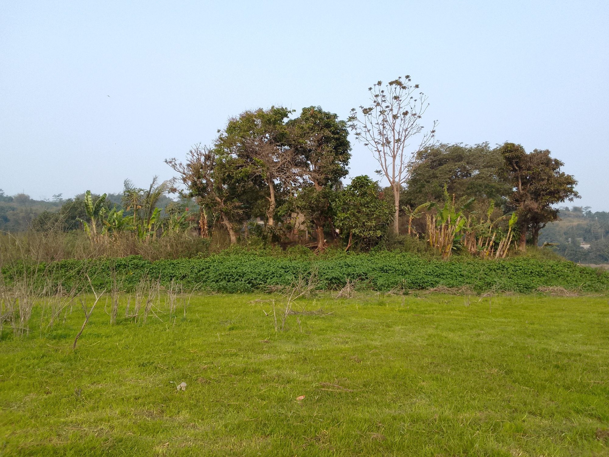 The image depicts a panoramic view of a lush green field in the city of Ciburuy, Indonesia. In the foreground, a neatly trimmed lawn stretches across the frame, interspersed with scattered dry branches and twigs, suggesting a natural, untamed element within the otherwise manicured landscape.
Beyond the lawn, a dense hedge of vibrant green foliage forms a natural barrier, separating the field from the backdrop of a lush forest. A cluster of tall trees, some with full canopies and others with bare branches, dominate the mid-ground. Banana trees with their characteristic broad leaves are also visible, adding to the tropical ambiance.
The sky above is a pale, hazy blue, hinting at a clear day with minimal cloud cover. In the far distance, rolling hills can be seen, their contours softened by a light mist or haze. The overall impression is one of a serene, natural setting, possibly a park or a rural landscape on the outskirts of Ciburuy. There are no people or animals visible in the image, emphasizing the tranquility of the scene.