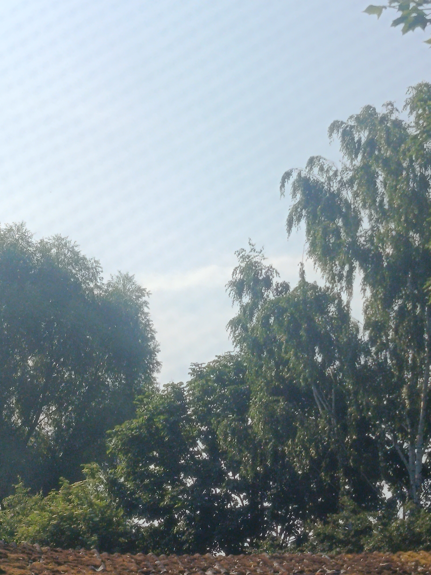 The image depicts a scene dominated by trees and a pale sky. The trees are lush and green, with some appearing taller and more slender than others. The sky is a light blue with subtle cloud formations, suggesting daylight. The foreground shows a textured surface, possibly soil or a rooftop covered in debris, which is out of focus. There are no people or visible structures other than the natural elements. The overall impression is a natural landscape, likely a park or wooded area within the city of Bauska, Latvia.