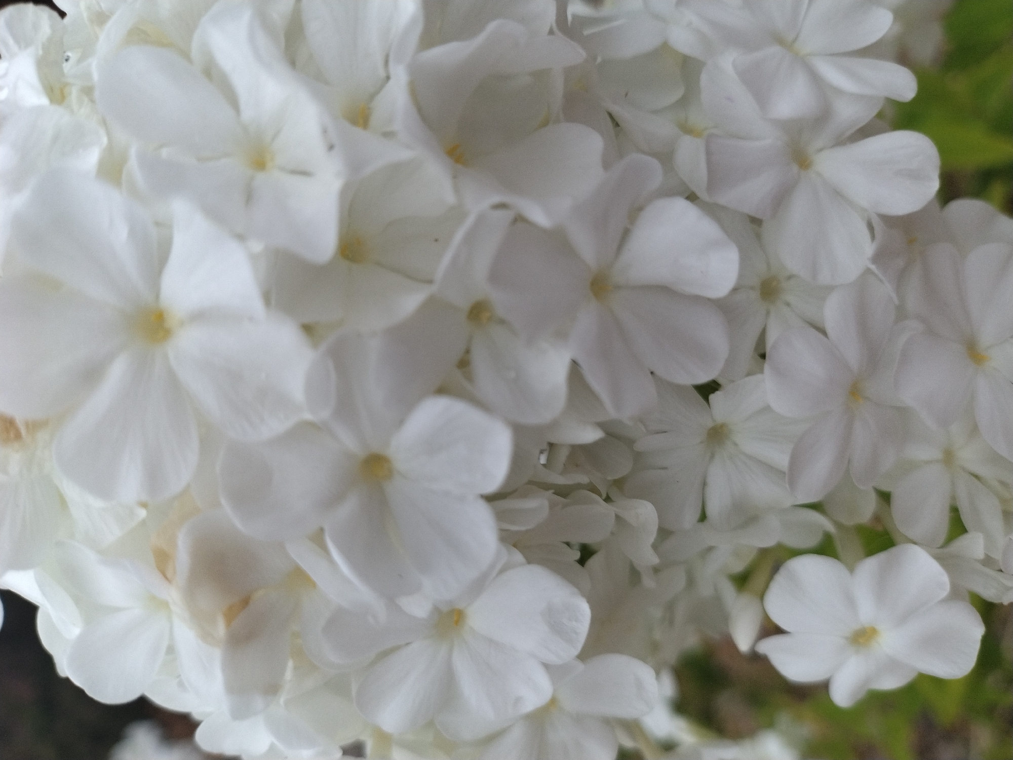 A close-up, eye-level shot focuses on a dense cluster of white flowers, likely hydrangeas, filling the frame. The blossoms are various shades of white, with some showing hints of yellow in their centers. The background is softly blurred, suggesting foliage and an outdoor setting, possibly a garden in Kutná Hora, Czechia. There are no people or animals visible in the image.