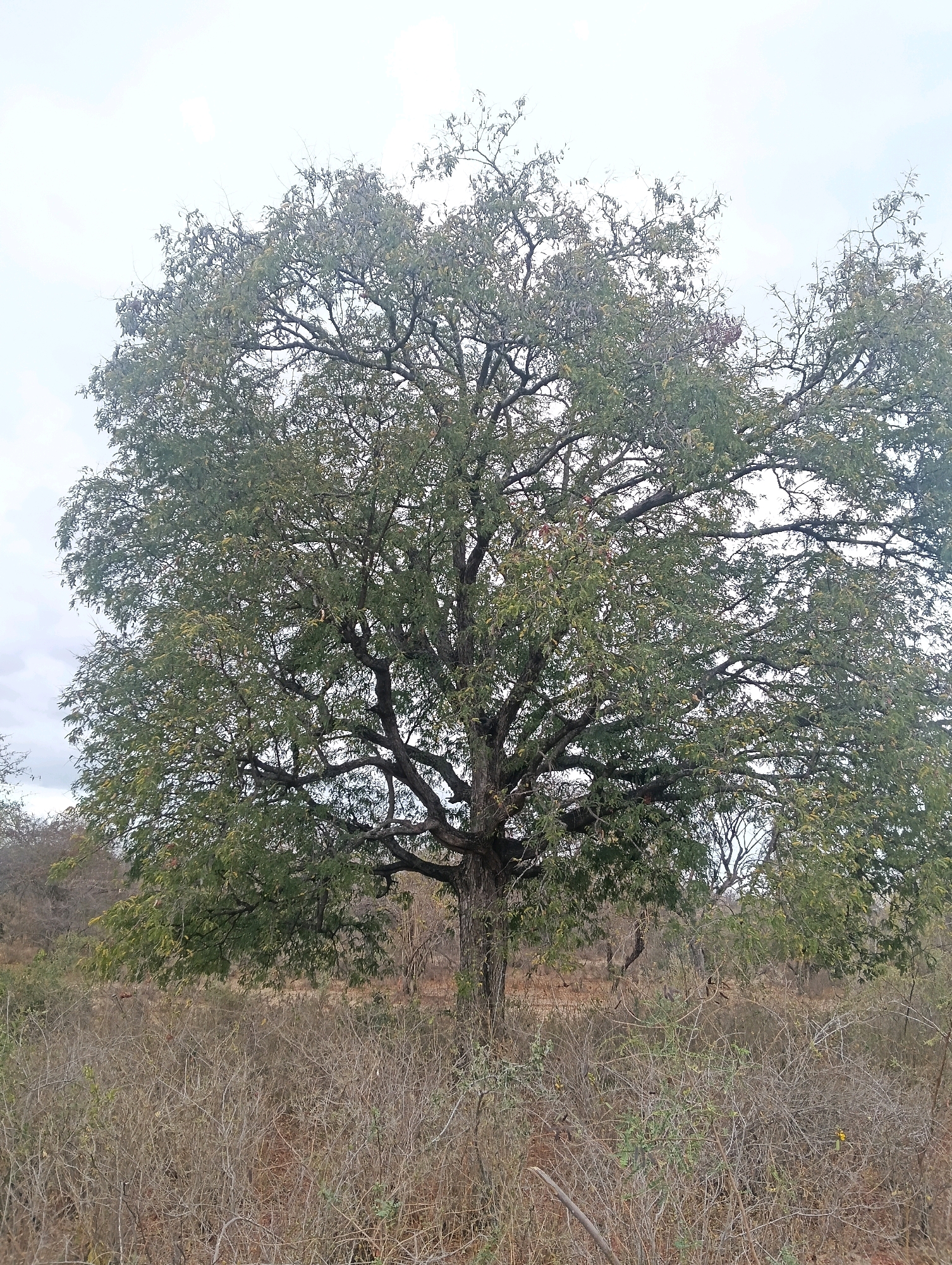 A large tree with dense green foliage dominates the center of the frame, its branches spreading wide against a pale, overcast sky. The tree stands in a dry, scrubby landscape characterized by low-lying, leafless bushes and dry grasses. In the background, more trees and brush are visible, suggesting a natural, undeveloped environment. The ground is covered in a layer of dry vegetation. The image appears to be taken in an outdoor setting, likely in a rural or natural area within the city of Mutitu/Kaliku Ward, Kenya, given the vegetation and the type of tree commonly found in such regions. There are no people or animals clearly visible in the frame, and no specific actions or interactions are depicted. The scene is static and focused on the natural landscape.