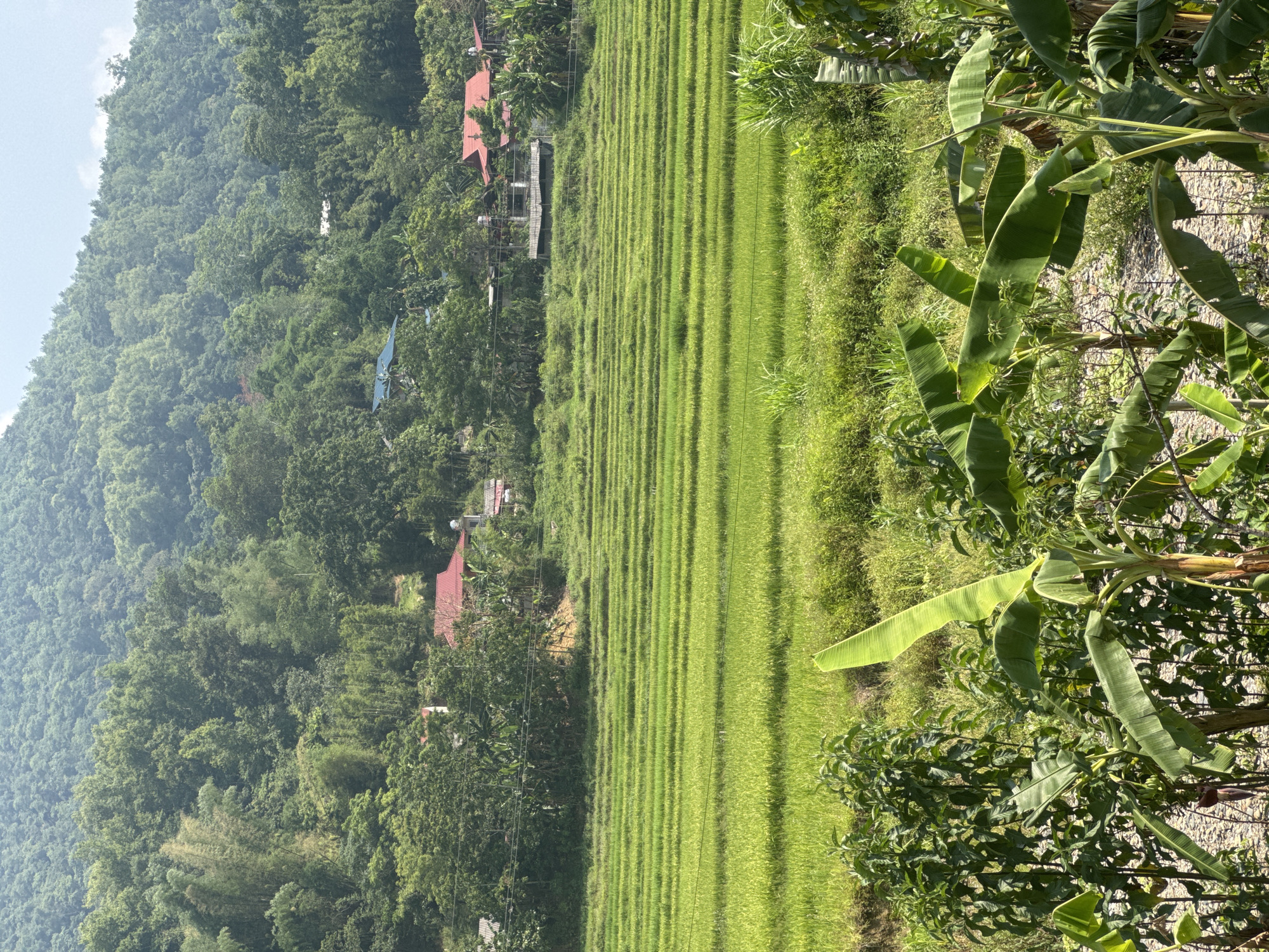 The image depicts a rural landscape in Mậu Duệ Commune, Vietnam. Terraced rice paddies dominate the scene, stretching horizontally across the frame. Lush green vegetation covers the hillside to the left. Several buildings with red tile roofs are scattered throughout the area. Banana trees are visible on the right side of the image. The sky is overcast and pale. There are no people visible in the photograph.