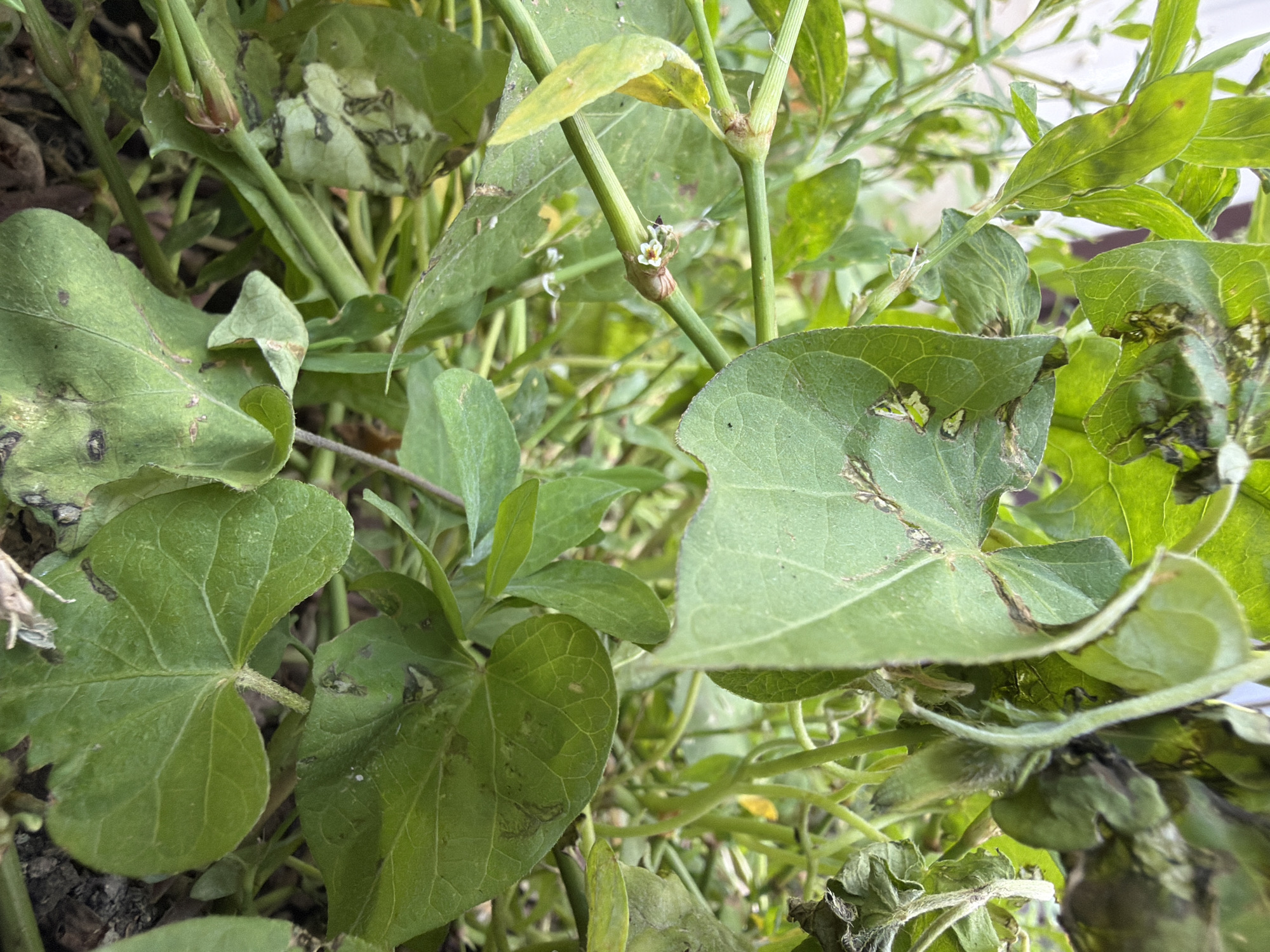 The image shows a close-up, eye-level view of green foliage with some signs of damage, including brown spots and wilting on some leaves. The plants are growing in a terrestrial environment, with visible soil at the bottom of the frame. There are no people or animals present in the image, and no discernible man-made structures or landmarks are visible, making it impossible to determine the specific location within Orenburg, Russia. The scene appears to be outdoors in natural daylight.