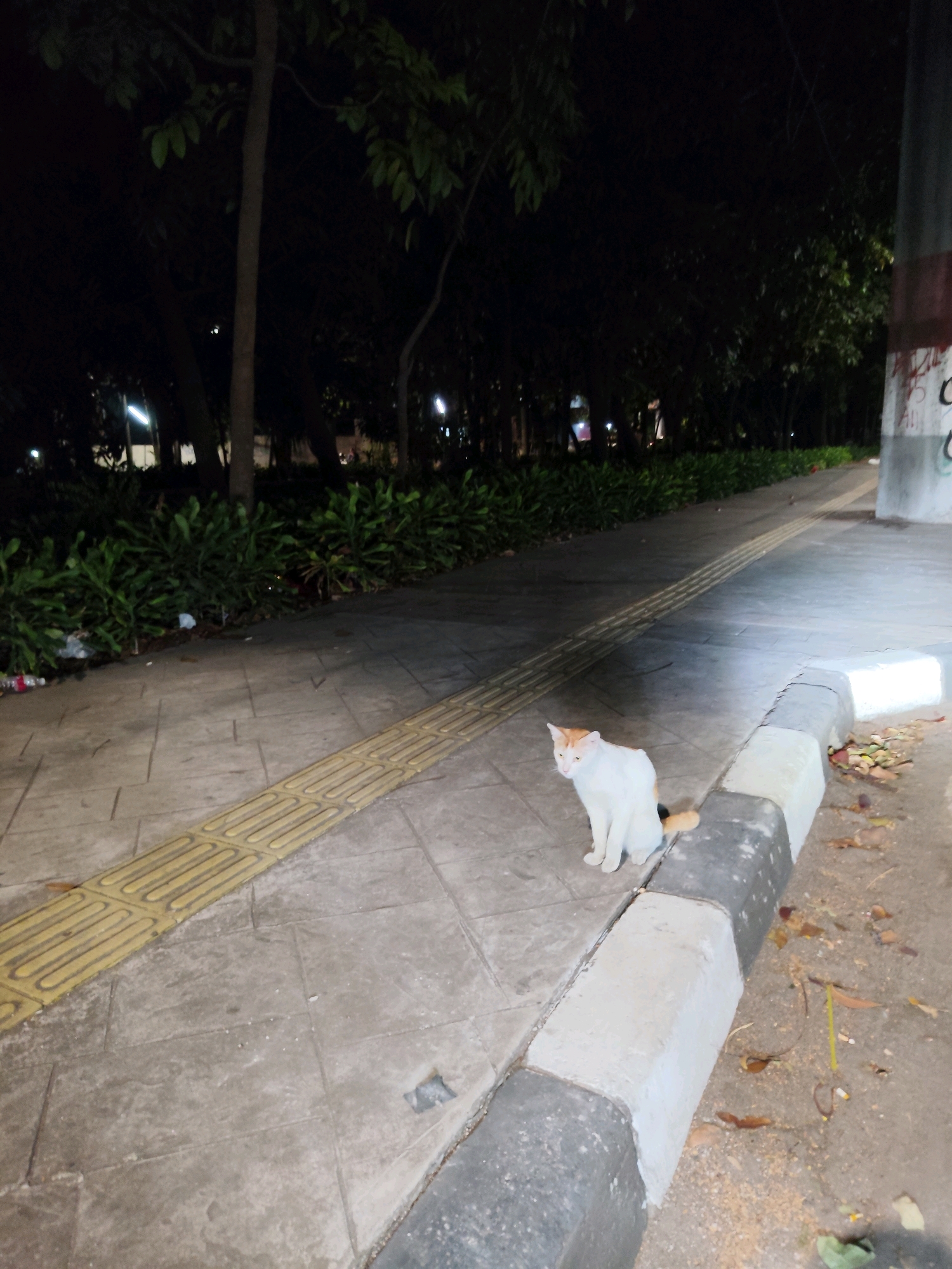 A white cat with orange markings sits on a tiled sidewalk next to a curb at night. The sidewalk has a yellow tactile paving strip running along its edge. In the background, a line of green bushes and trees is visible, with some streetlights illuminating the area. A pole with graffiti is to the right of the frame. The scene appears to be in a public space, likely a park or a street in East Jakarta, Indonesia, given the presence of lush vegetation and urban infrastructure.