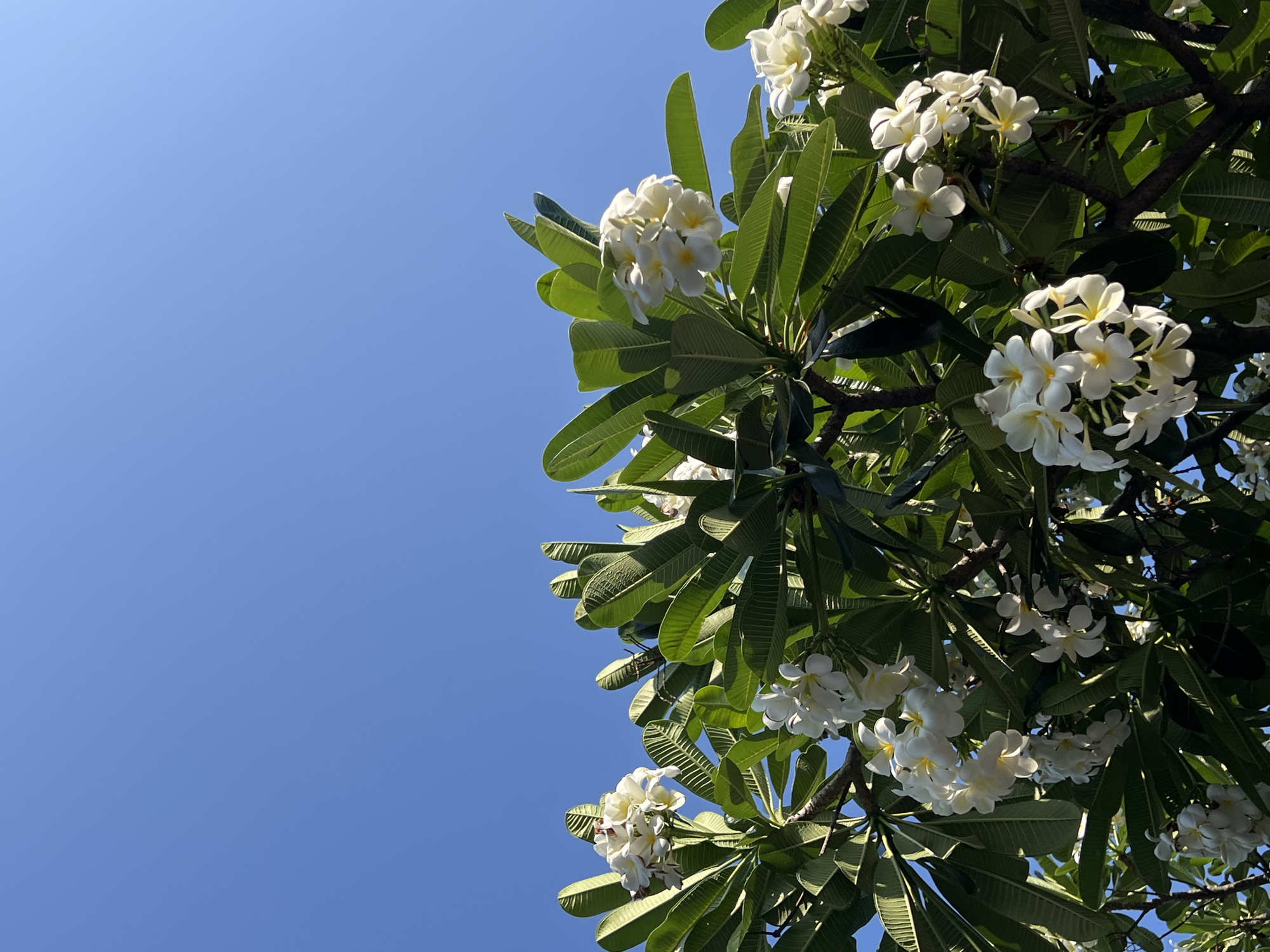 The image shows a clear, blue sky partially obscured by the branches and leaves of a Plumeria tree. The tree is full of green, elongated leaves and clusters of white, five-petaled flowers with yellow centers. The scene appears to be outdoors, likely during daylight hours, with a focus on the natural elements of the tree and sky. The location is Nam Nha Trang Ward, Vietnam.