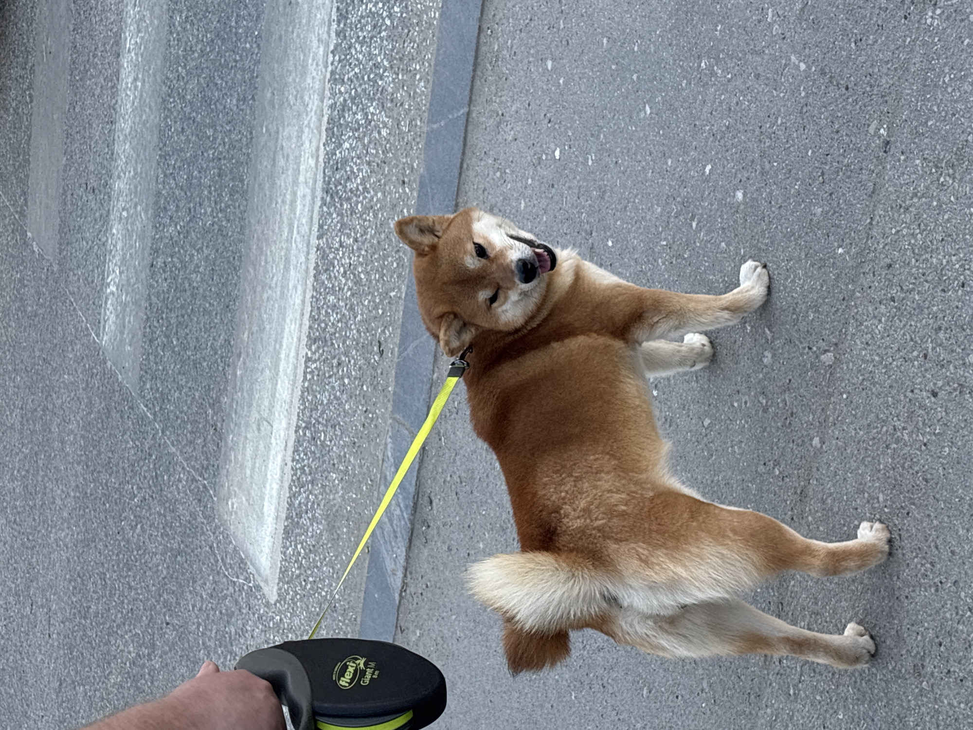 A Shiba Inu dog, leashed with a yellow retractable leash, lies on its side on a concrete sidewalk next to concrete stairs. A hand holds the leash. The location is Perm, Russia.