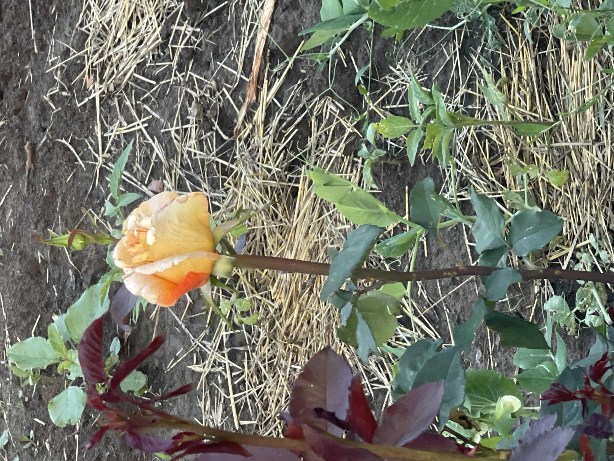 The image shows a single rose bloom in an outdoor garden setting. The rose is predominantly yellow with hints of orange, and it is partially open. It is supported by a thin brown stem. The surrounding environment consists of dark soil, which appears to be covered in a layer of dried straw or hay. There are also various green plants and leaves visible, some with reddish-purple hues, which could be other types of foliage or young rose shoots. One plant in the foreground on the left has distinct deep red leaves. The lighting suggests it is daytime. The image does not depict any people, actions, or interactions. The location of Poltava, Ukraine, is not visually identifiable from the image content.