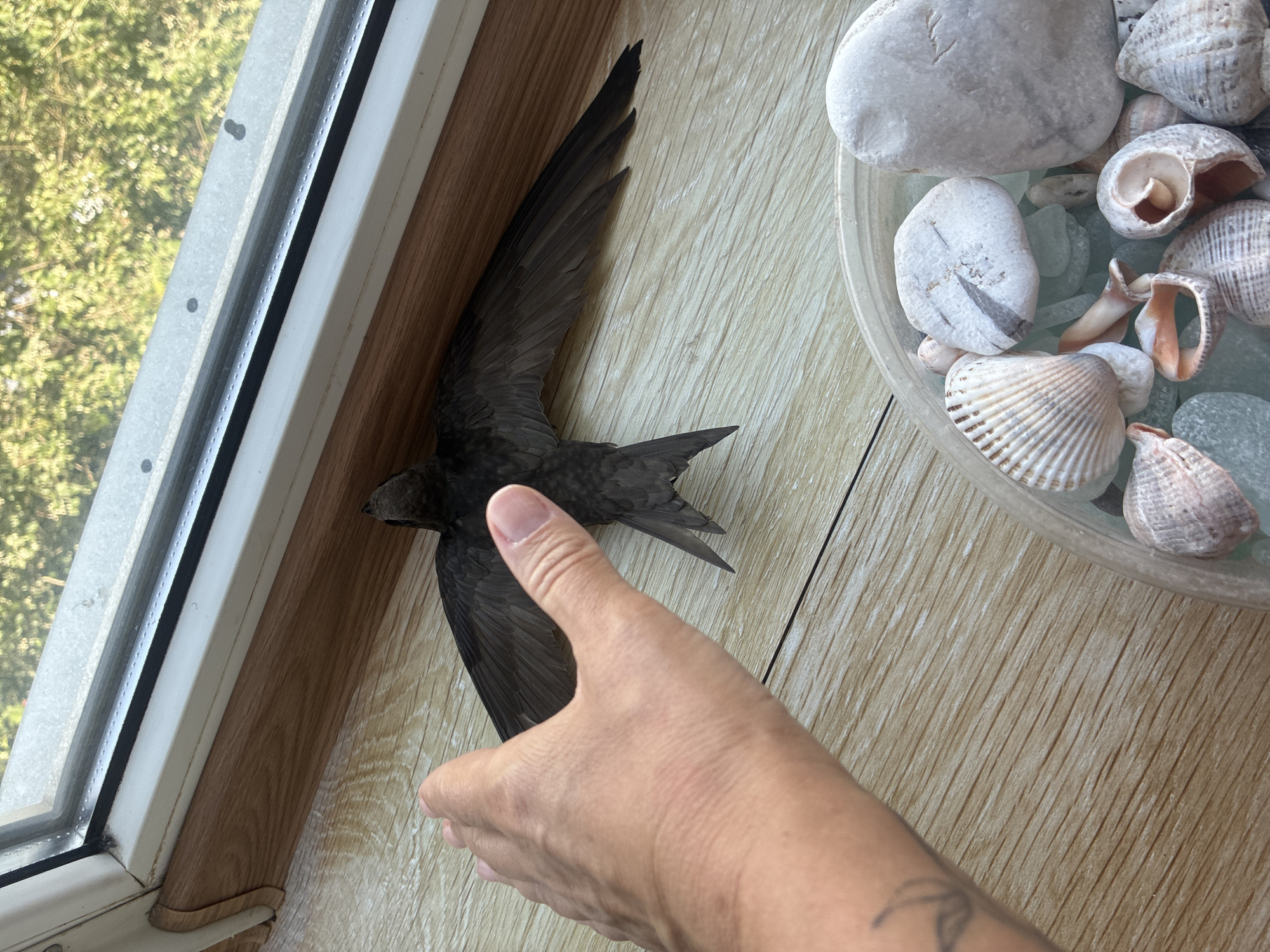 A person's hand is extended towards a small, dark bird lying on its back with its wings spread on a wooden floor. The bird appears to be deceased. In the foreground, a clear plastic container holds an assortment of seashells and smooth, light-colored stones. In the background, a window overlooks greenery, suggesting an outdoor view. The overall scene is observed from a top-down perspective.