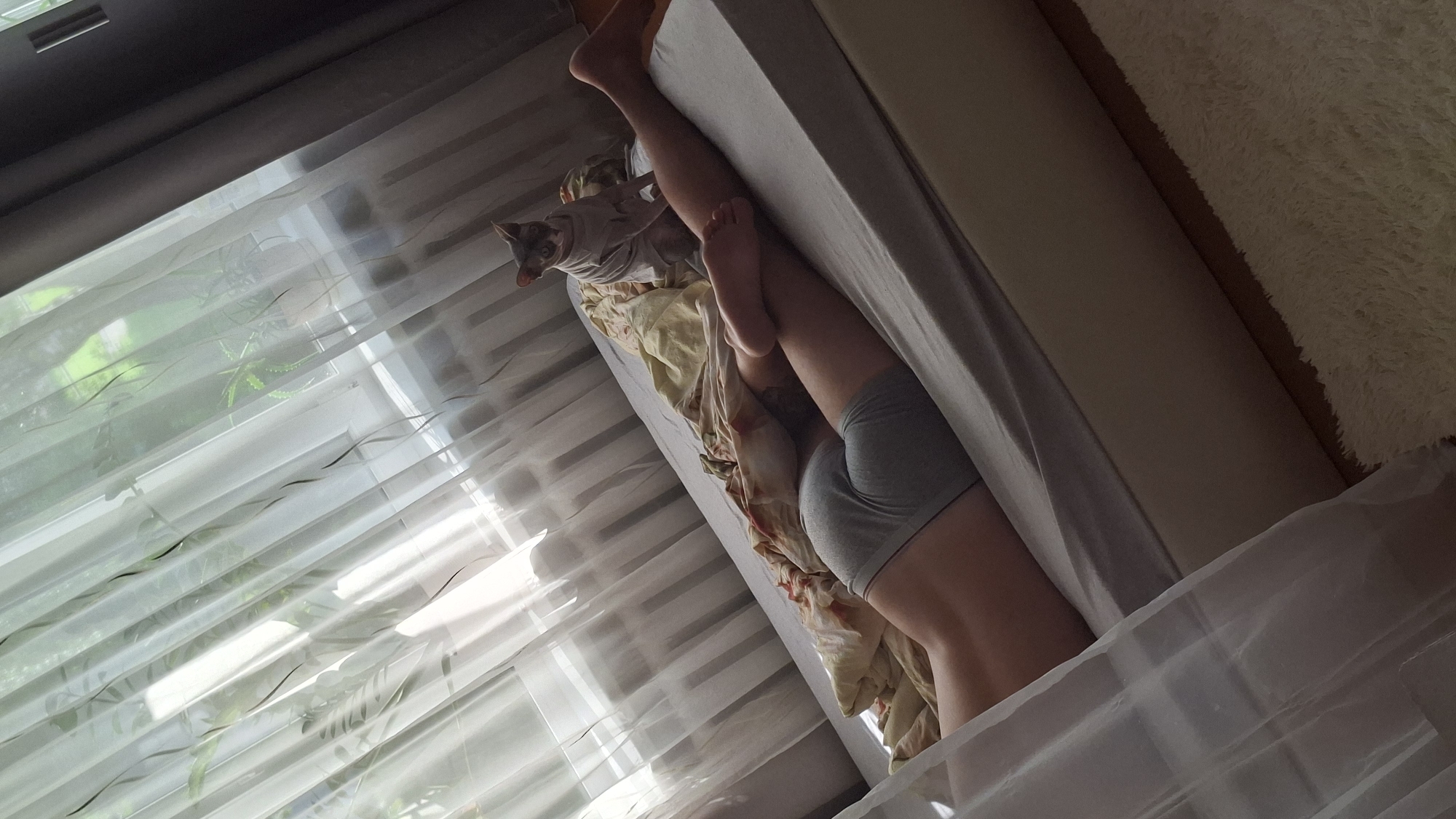 The image shows a bed with a person lying on it, wearing grey boxer briefs. Their legs are extended, and one foot is visible. A Sphynx cat, wearing a light-colored shirt, is sitting on the bed near the person's legs. The bed is covered with a duvet and bedding. In the background, there are sheer curtains with a patterned design, and beyond them, a window with a radiator visible. The scene appears to be indoors, likely a bedroom. The image is taken from a slightly elevated angle, looking down towards the bed. The overall lighting suggests it is daytime, with natural light filtering through the curtains. There are no discernible elements in the image that would indicate a specific location within the city of Myadzyel, Belarus.