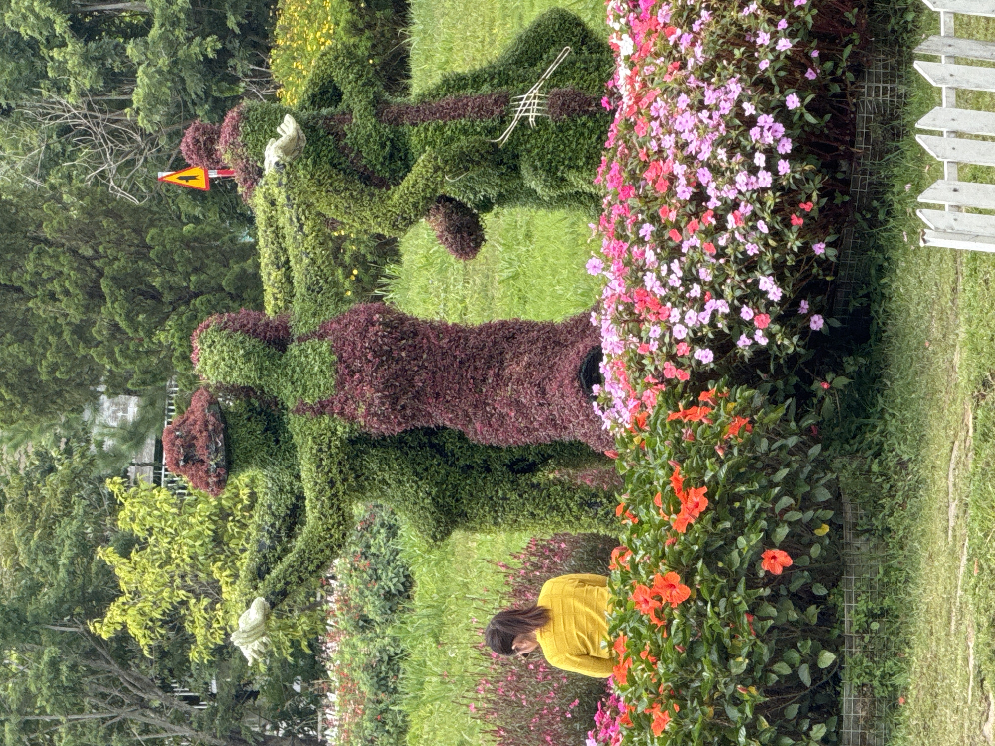 In Da Lat, Vietnam, a woman in a yellow sweater sits facing away from the camera, looking at a garden display of topiary figures. The topiary figures, sculpted from green and red foliage, depict three anthropomorphic characters appearing to interact. One figure, on the left, has its arms outstretched as if reaching for the central figure. The central figure, wearing a burgundy dress-like structure, stands with its arms around the other two. The figure on the right appears to be holding a string instrument. In the foreground, vibrant red and pink flowers form a lush border in front of the topiary display. The background consists of green grass, trees, and a white fence. A yellow triangular road sign with a black arrow is visible behind the topiary figures.