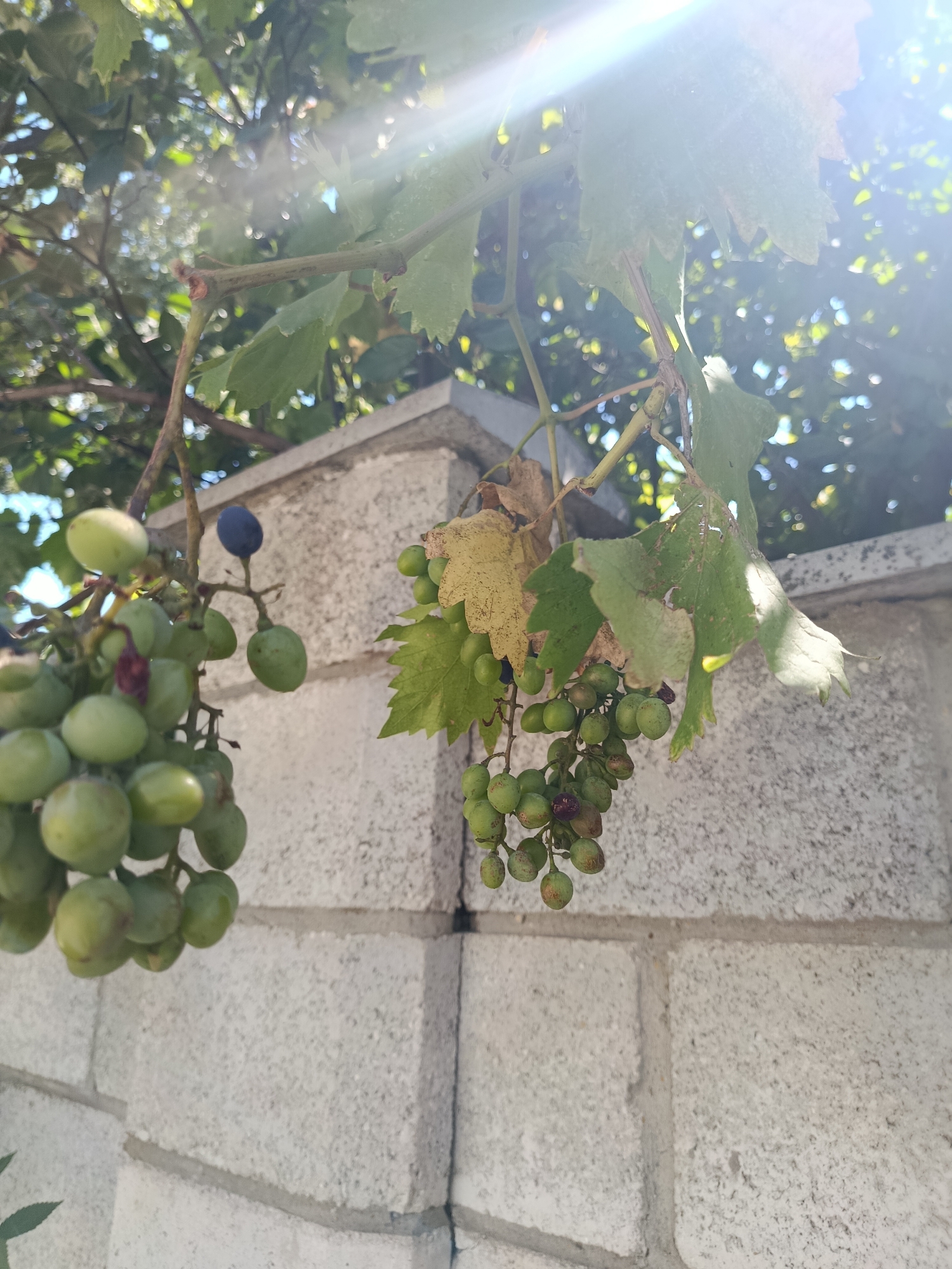 In Chișinău, Moldova, a close-up shot captures a cluster of green grapes hanging from a vine, interspersed with dry, yellowed leaves and a single dark purple grape. The vine extends across the frame, with the bright sunlight creating lens flare in the upper right corner and casting a dappled light on the foliage. In the background, a light gray brick wall forms a textured surface. The scene is viewed from below, looking upwards towards the sky and the overhanging branches.