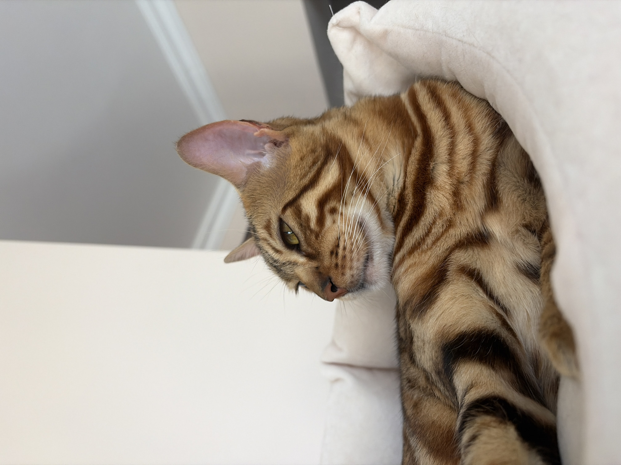 A Bengal cat with golden-brown fur and black stripes is lying on a soft, white pet bed. The cat is looking to the left of the frame, with its ears perked. The background is a plain, light-colored wall. The image is a close-up shot, focusing on the cat's face and upper body. There is no visible information in the image that would indicate its location in Krasnoyarsk, Russia.