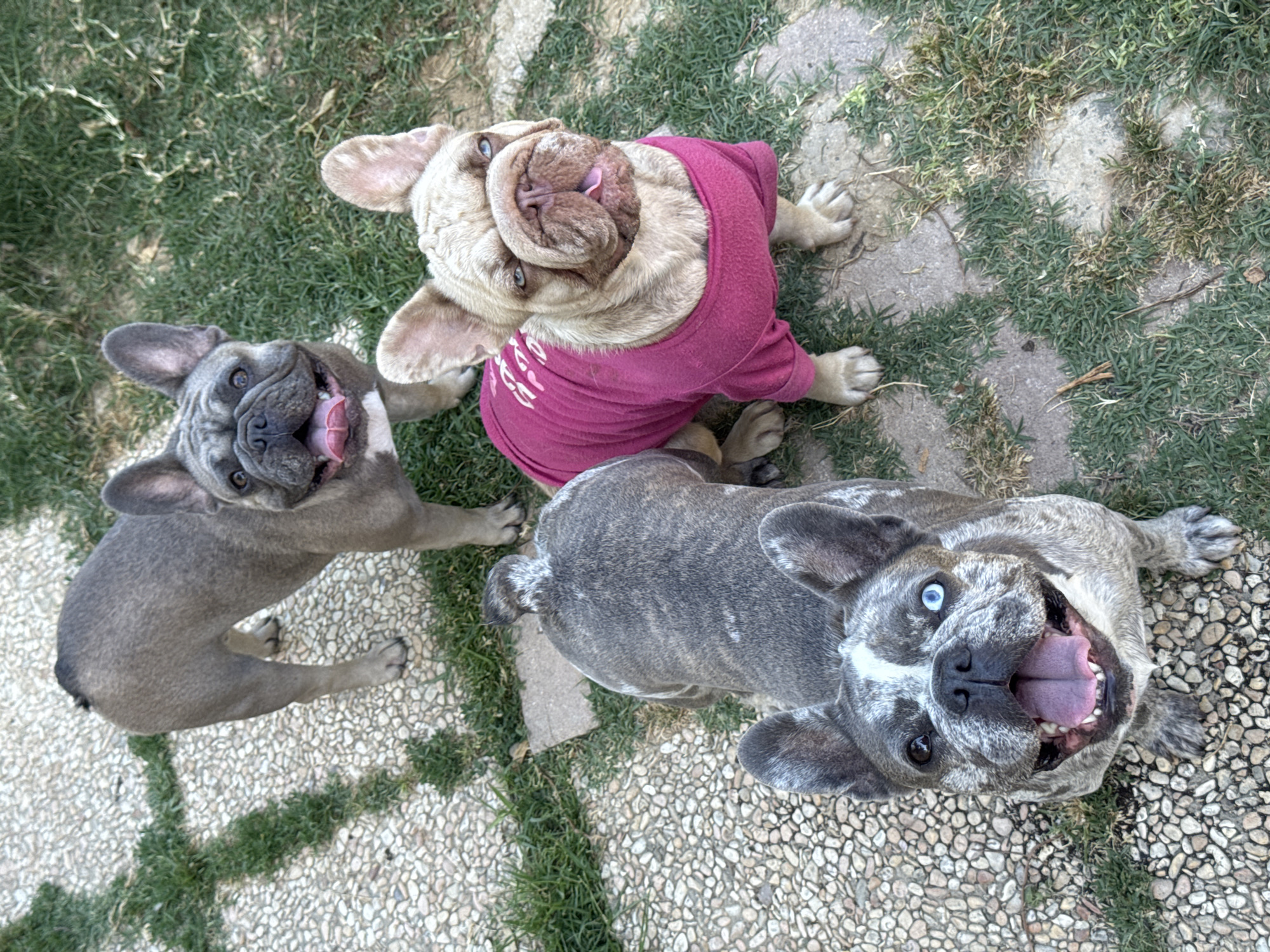 Three French Bulldogs are in a yard with a patchy grass and gravel ground cover. The dog on the left is predominantly grey with brindle markings and has heterochromia with one blue eye and one brown eye. It is looking up at the camera with its mouth open and tongue out. The dog in the middle is a lighter gray color and is standing, looking towards the camera with its mouth open and tongue out. The dog on the right is a fawn color, sitting and wearing a bright pink t-shirt. It is looking to the side with its tongue slightly out. The environment suggests an outdoor setting, possibly a garden or backyard. The location is San Benedetto del Tronto, Italy.