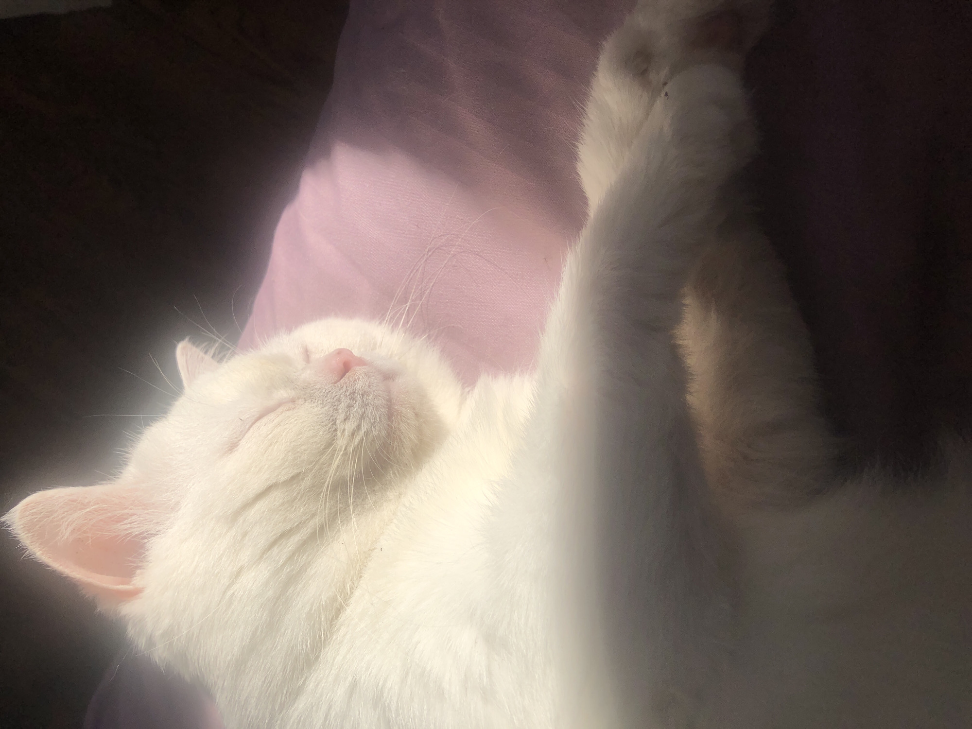 A white cat is sleeping on a pink surface. The cat's eyes are closed and its body is relaxed. Sunlight is falling on the cat, creating shadows on the surface. The background is dark.