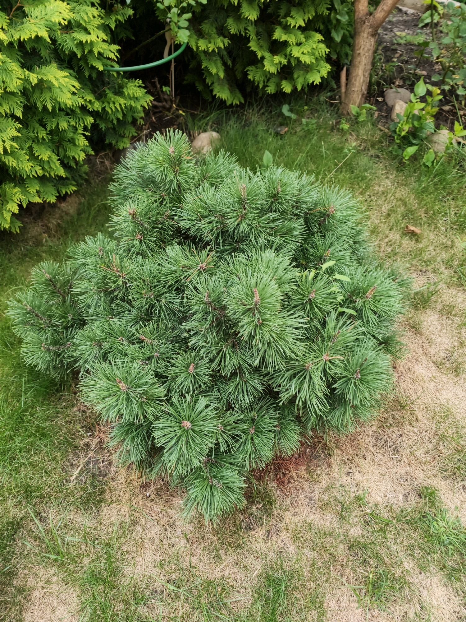 A dwarf pine bush with green needles sits in a patch of grass. The grass is a mix of green and dry, brown blades. To the left of the pine bush are feathery green plants. To the right of the bush, a tree trunk is visible, along with some rocks and other greenery. The scene is outdoors and appears to be in a garden or park setting.