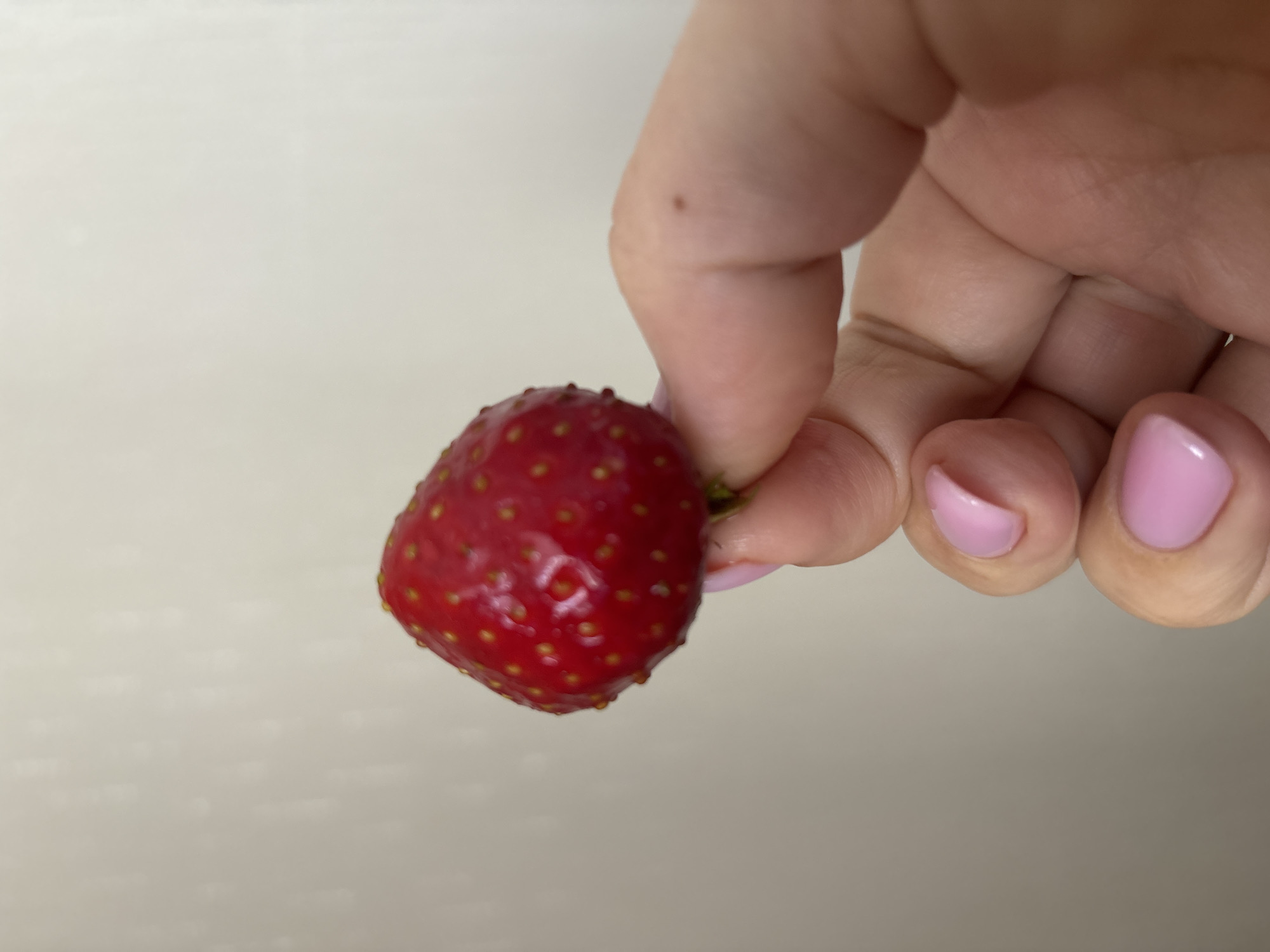 A close-up, eye-level shot shows a hand holding a single ripe strawberry. The strawberry is a vibrant red, with numerous small yellow seeds dotting its surface. The hand has light skin and is adorned with light pink nail polish. The thumb and index finger are carefully pinching the stem of the strawberry. The background is a plain, off-white wall with a subtle texture, suggesting an indoor setting. There is no information to determine the location in the city of Bila Tserkva, Ukraine.