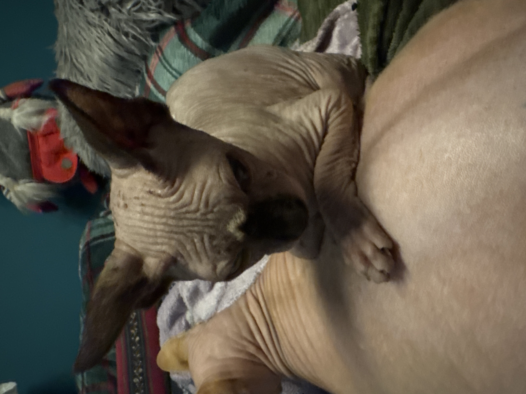 A close-up, low-angle shot captures two hairless cats resting on a surface covered with blankets. The cat in the foreground is a Sphynx cat, its skin wrinkled and pale pink, with large ears and dark markings around its eyes and nose. It is positioned on top of another cat, which is largely out of focus but appears to be the same breed and has a yellowish hue. The foreground cat's front paws are resting on the back of the other cat. The background features a teal-colored wall and a plush, grey furry object draped over a blanket with a green, red, and white plaid pattern. The lighting is dim, creating shadows and highlighting the texture of the cats' skin.