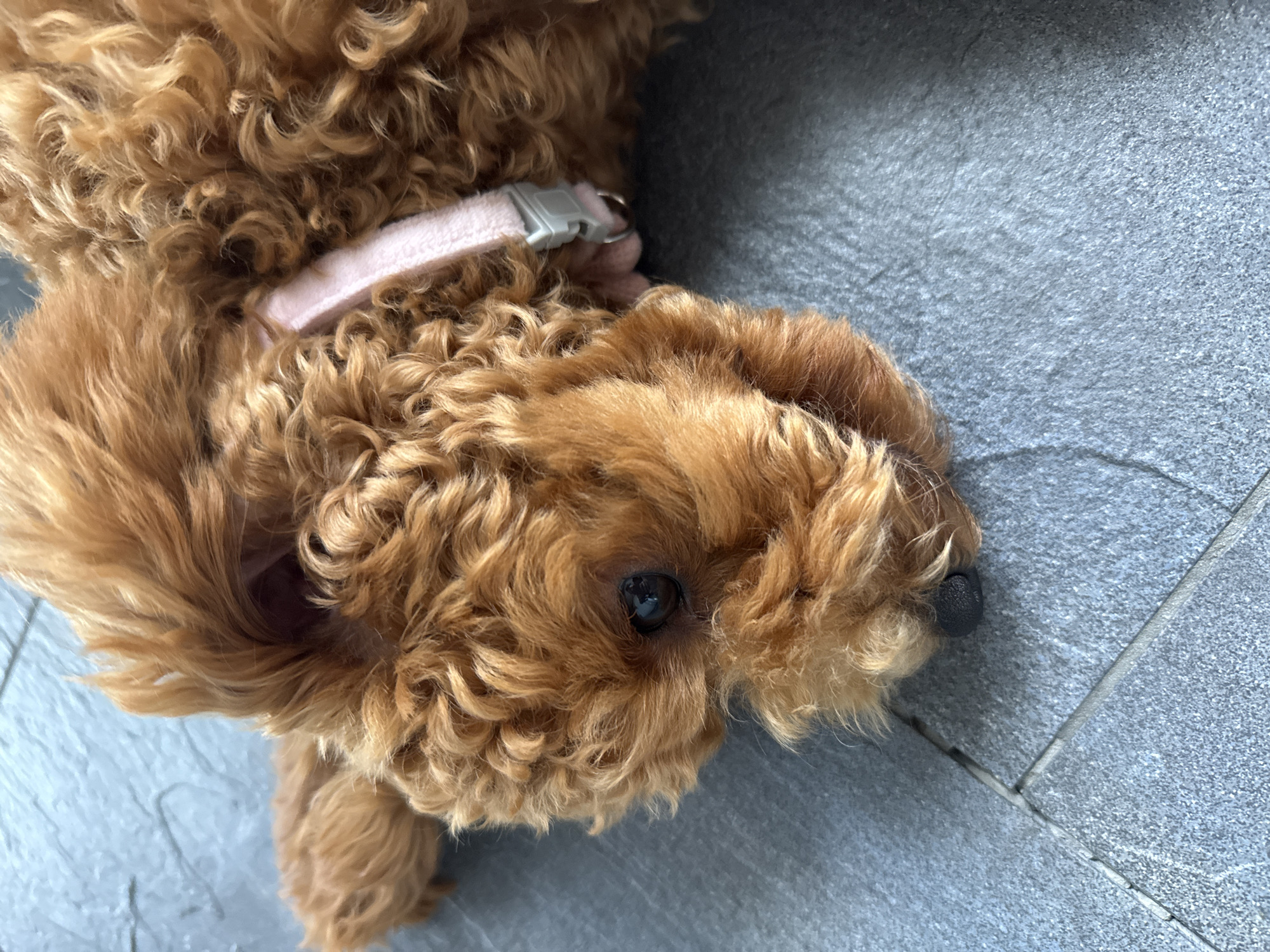 A reddish-brown, curly-haired dog, likely a poodle or doodle breed, is the main subject of the image. The dog is lying on a light gray or bluish-gray tiled floor, with its head turned towards the viewer. It is wearing a pink collar with a gray plastic buckle visible around its neck.
One dark eye of the dog is open and visible, looking towards the camera, with some darker staining around the eye area. Its black nose is also in view at the edge of the frame. The dog's curly fur covers most of its body, with an ear partially visible beneath the curls.
The dog appears to be resting or relaxing peacefully on the tiled surface, which has visible grout lines. The scene is illuminated by ambient light, suggesting it is daytime. There are no other distinct objects or subjects visible, and no text is present in the image. The setting is in Marum, Netherlands.