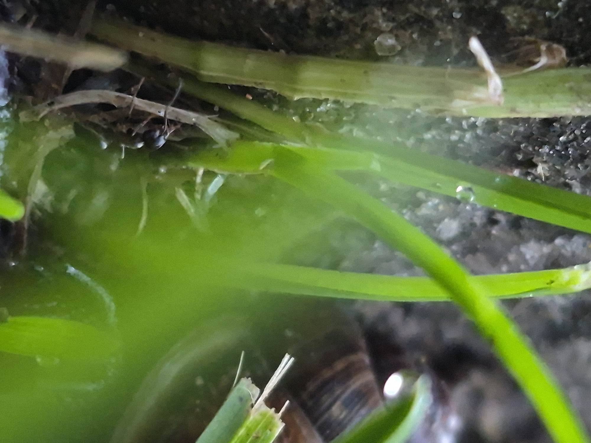 A close-up, macro photograph depicts an ant on a blade of grass. The ant, small and dark, is positioned on the left side of the frame, with its body angled upwards. Its antennae are extended, and its legs are gripping the grass. The grass itself is a vibrant green, with some blades slightly blurred due to the shallow depth of field. Dewdrops can be seen on some of the grass blades, reflecting the light. The background is dark and out of focus, suggesting a natural, outdoor environment. The overall scene is detailed and intimate, highlighting the small-scale world of the ant and its surroundings. The location is specified as Sooblase, Estonia, implying an urban or suburban setting within that geographical area.