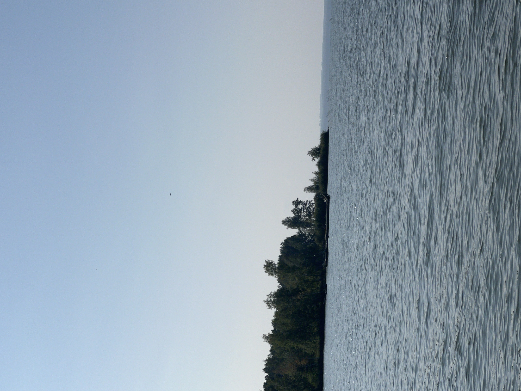The image depicts a serene natural landscape under a clear, pale blue sky. The foreground is dominated by a body of water, likely a lake, with gentle ripples creating a textured surface that reflects the light in small, shimmering patches. Along the horizon, a dense line of trees forms a dark green band, suggesting a shoreline or island covered in foliage. Some of these trees appear to be deciduous, while others are evergreens. A dark, elongated object, possibly a submerged log or a long, thin boat, is partially visible in the water near the tree line. The overall impression is one of tranquility and natural beauty, with no human presence explicitly visible in the scene. The location in Borovoye, Russia, is a scenic area known for its lakes and forests, making this image consistent with such an environment.